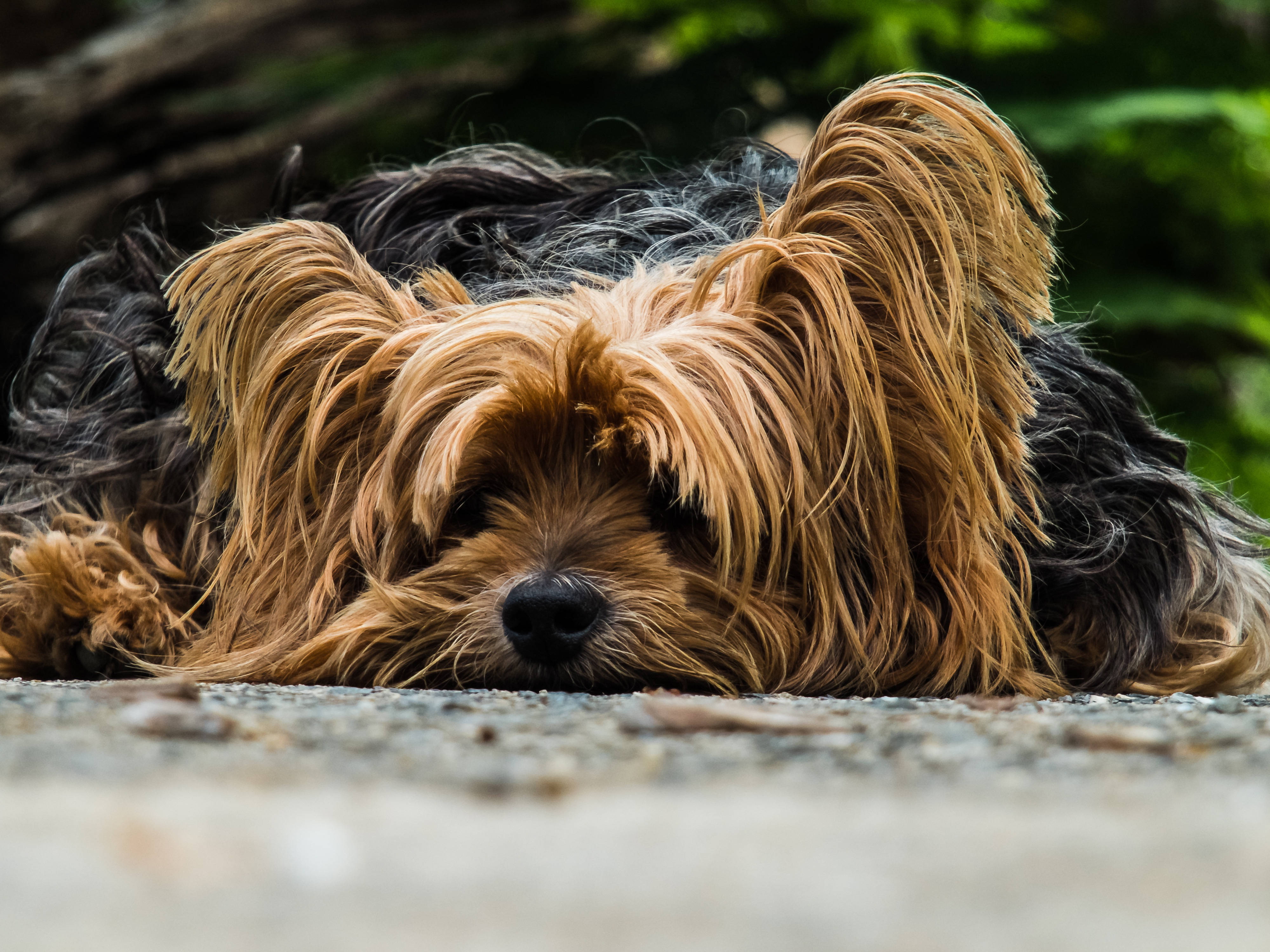 Yorkshire terrier, golden and black fur, gravel path, 4K Desktop Wallpaper