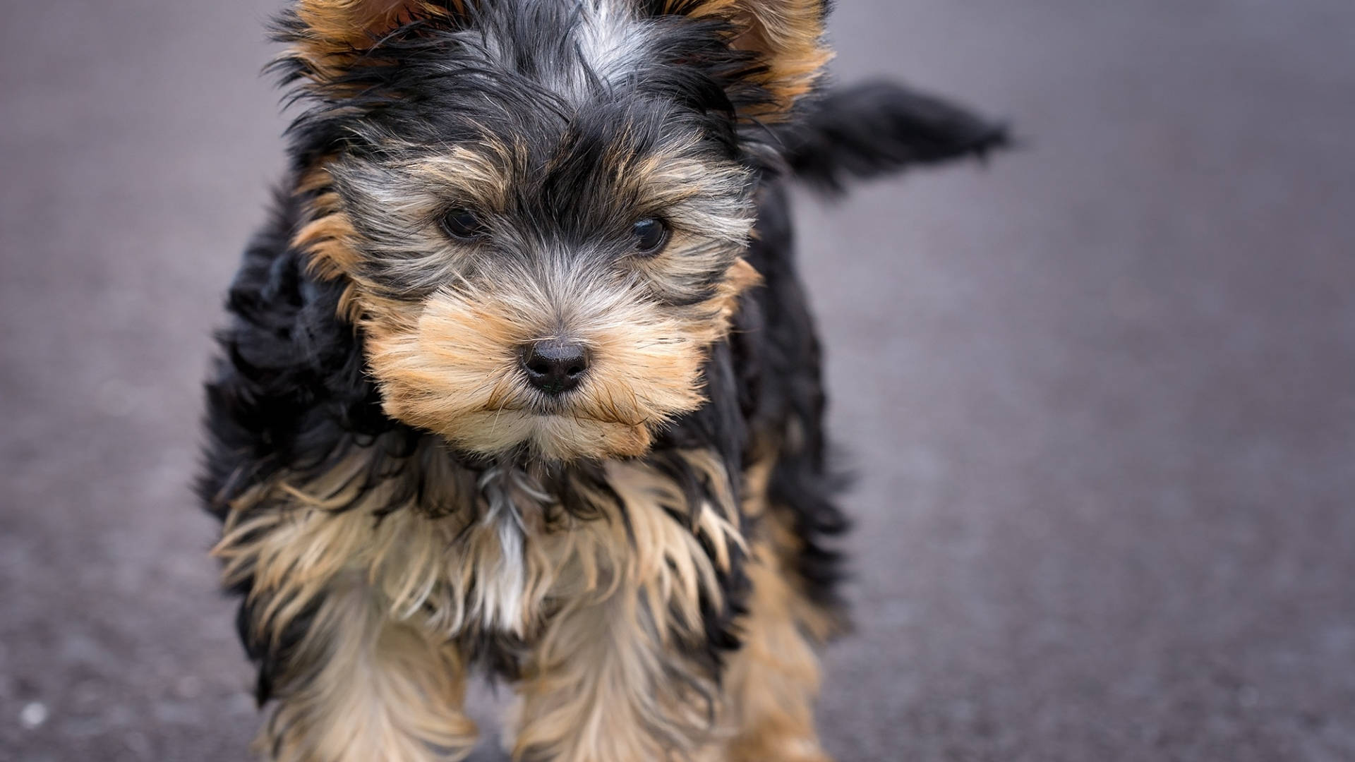Yorkshire Terrier, fluffy, black and tan fur, Full HD Desktop Wallpaper