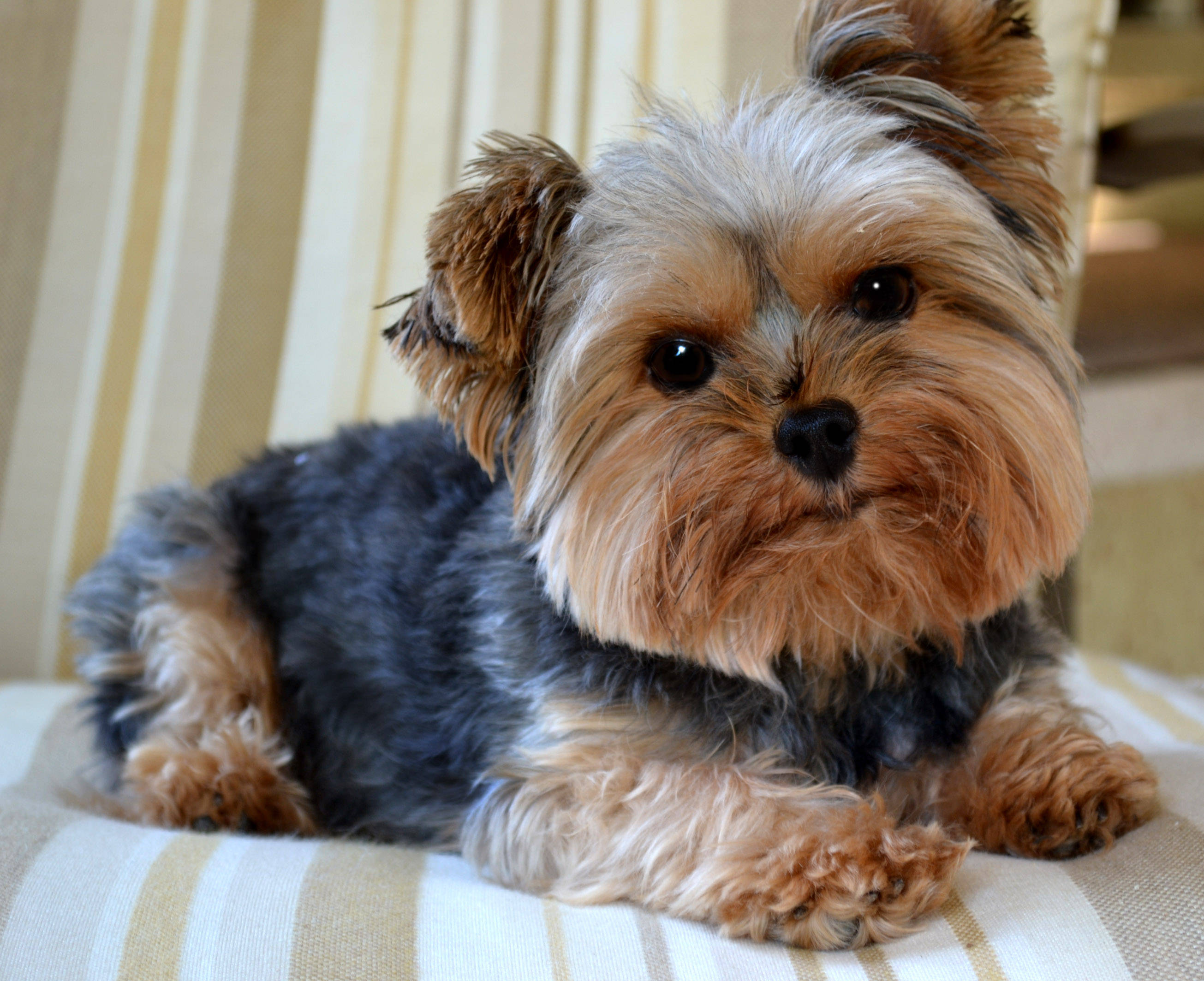 fluffy Yorkshire terrier, tan and black fur, striped cushion, 2K Desktop Wallpaper