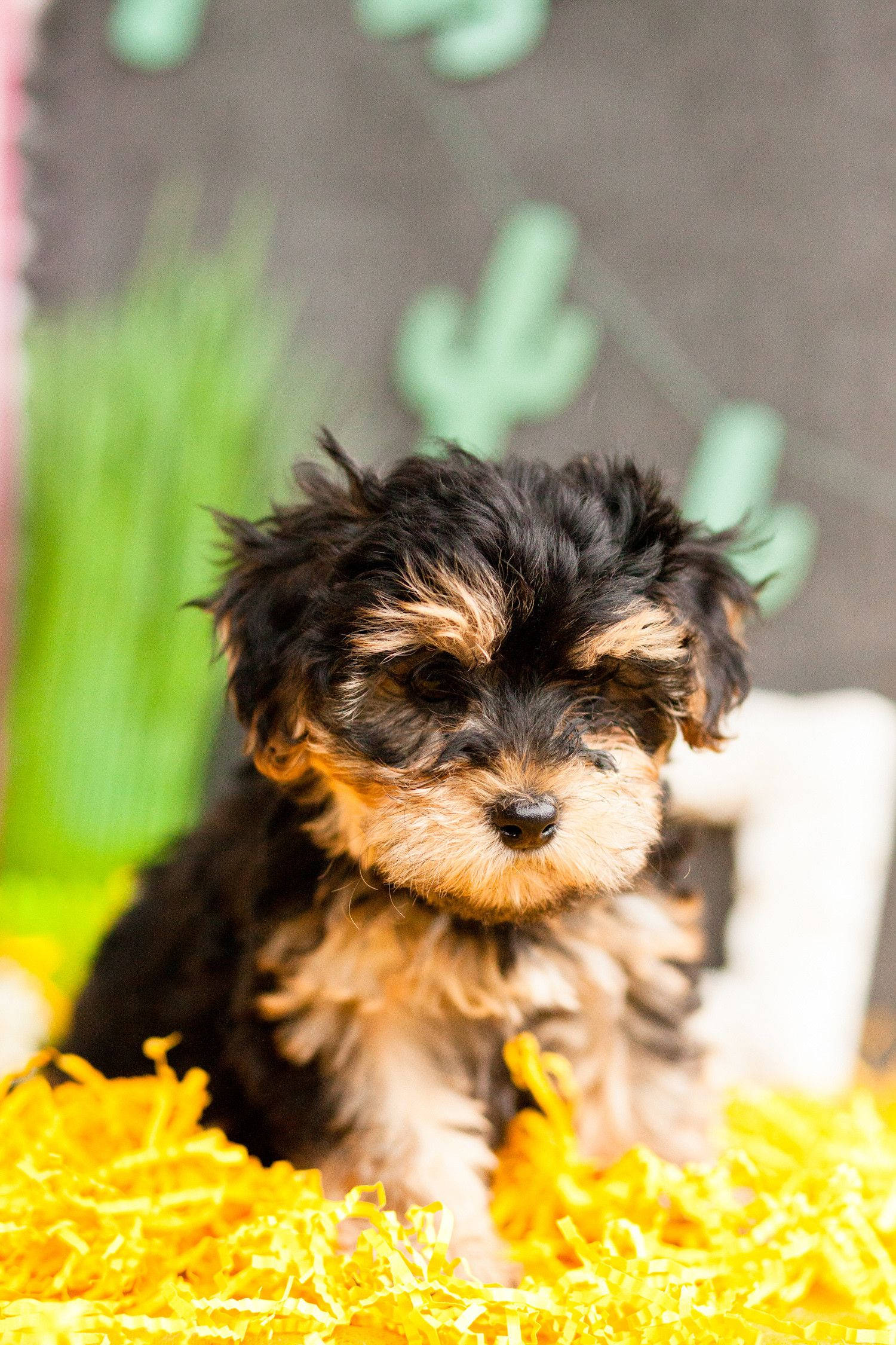 furry Yorkshire terrier puppy, black and tan, bright yellow shredded paper, Full HD Phone Wallpaper