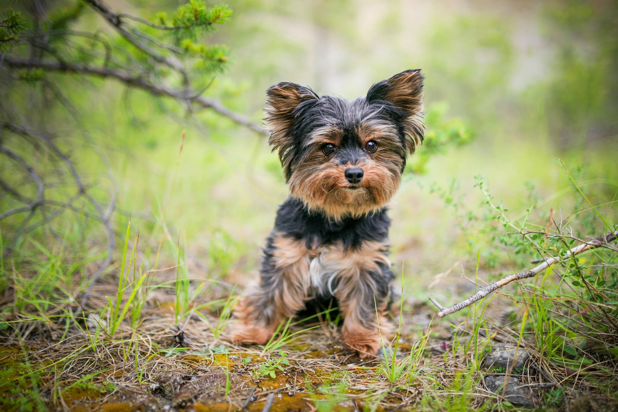 Yorkshire terrier, dark eyes, fluffy fur, Full HD Desktop Wallpaper