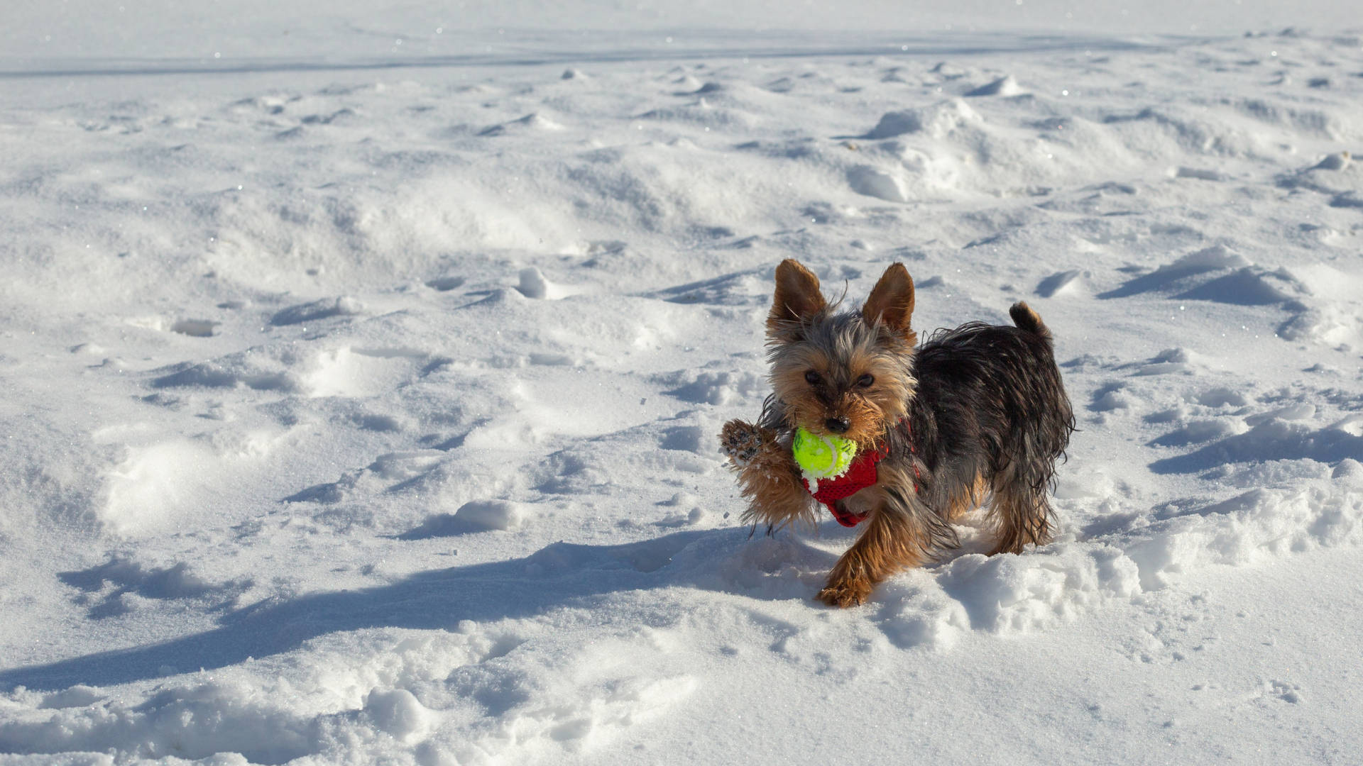 Yorkshire terrier, snow, bright green tennis ball, Full HD Desktop Wallpaper