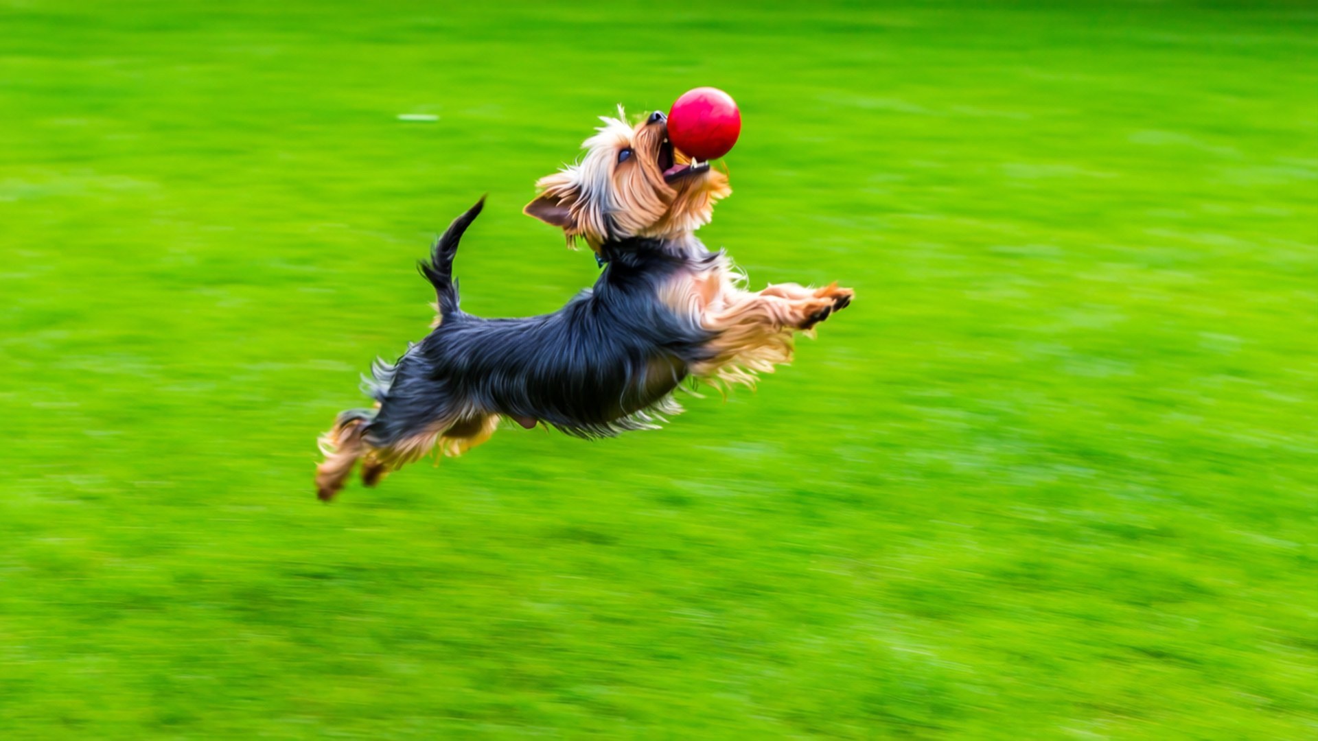 Yorkshire terrier, vibrant green grass, bright red ball, Full HD Desktop Wallpaper