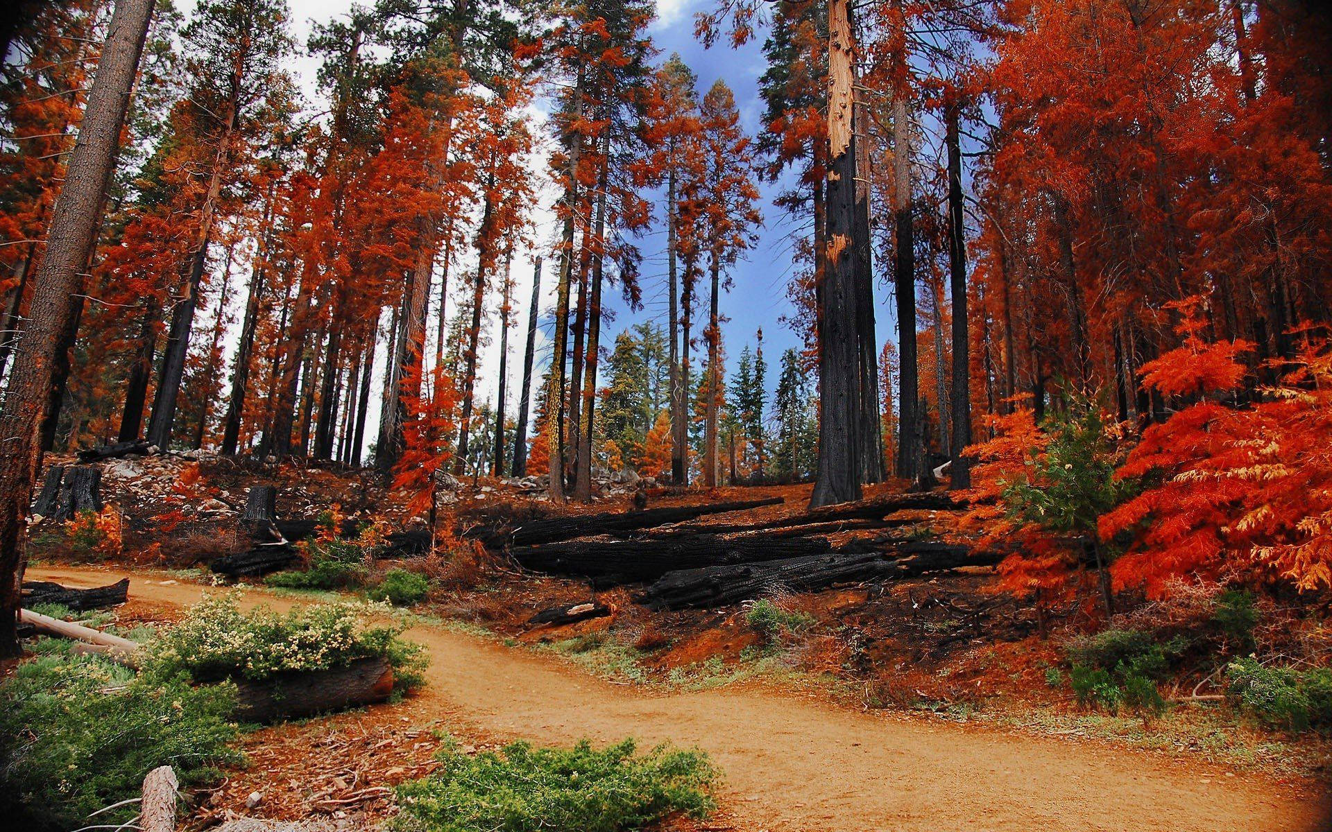 Yosemite National Park, autumn trees, fiery orange foliage, Full HD Desktop Wallpaper