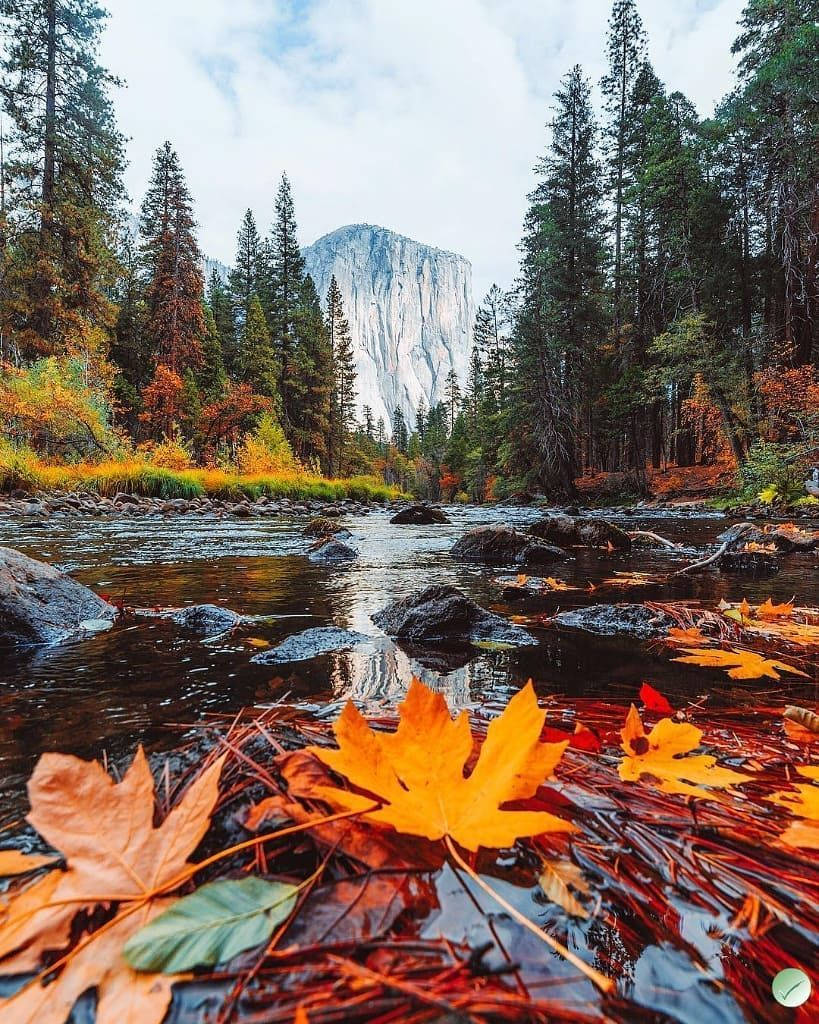 Yosemite National Park, autumn leaves, river, SD Phone Wallpaper
