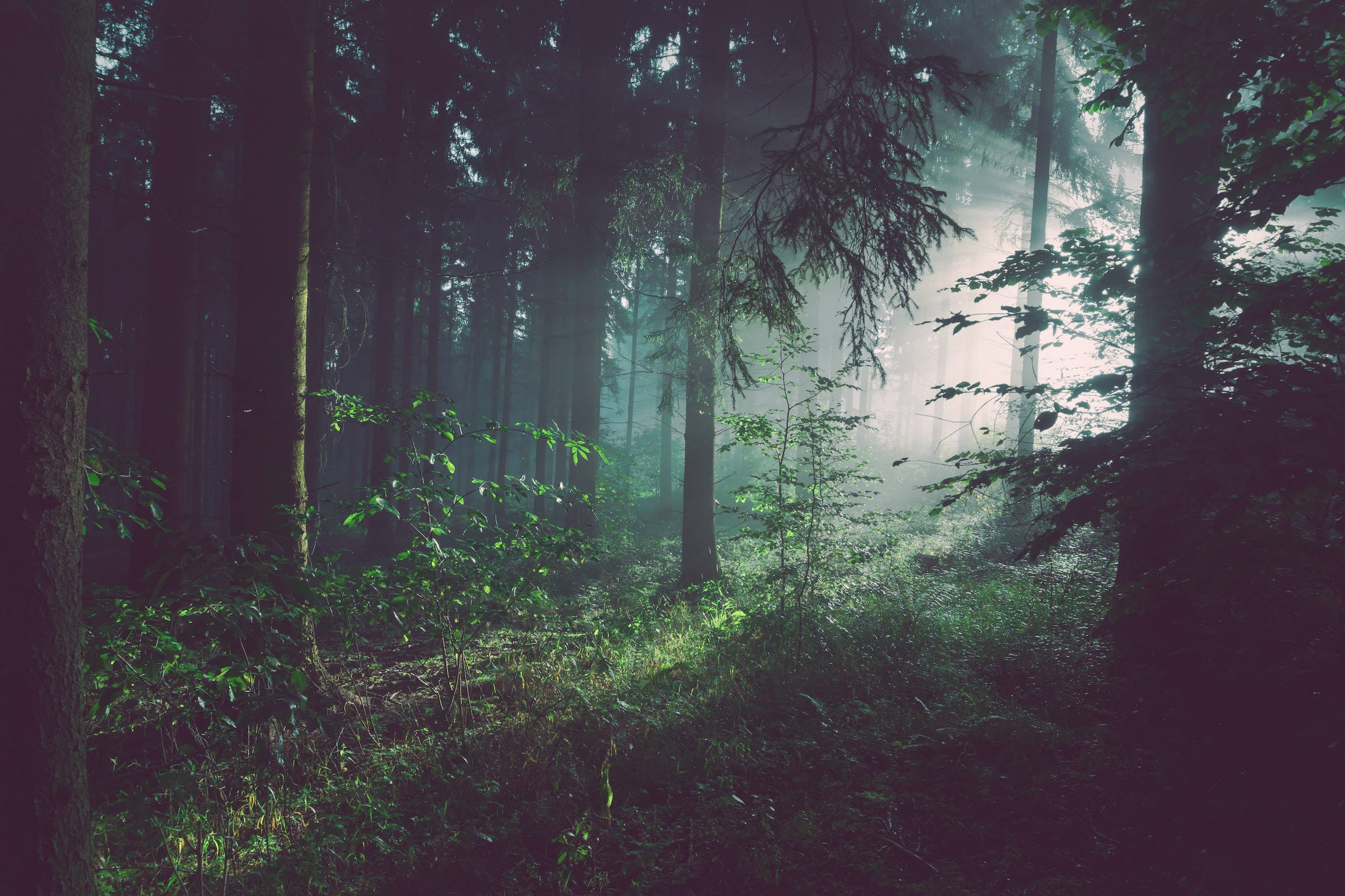 Dark Misty Forest, sunlight, misty forest canopy, Full HD Desktop Wallpaper