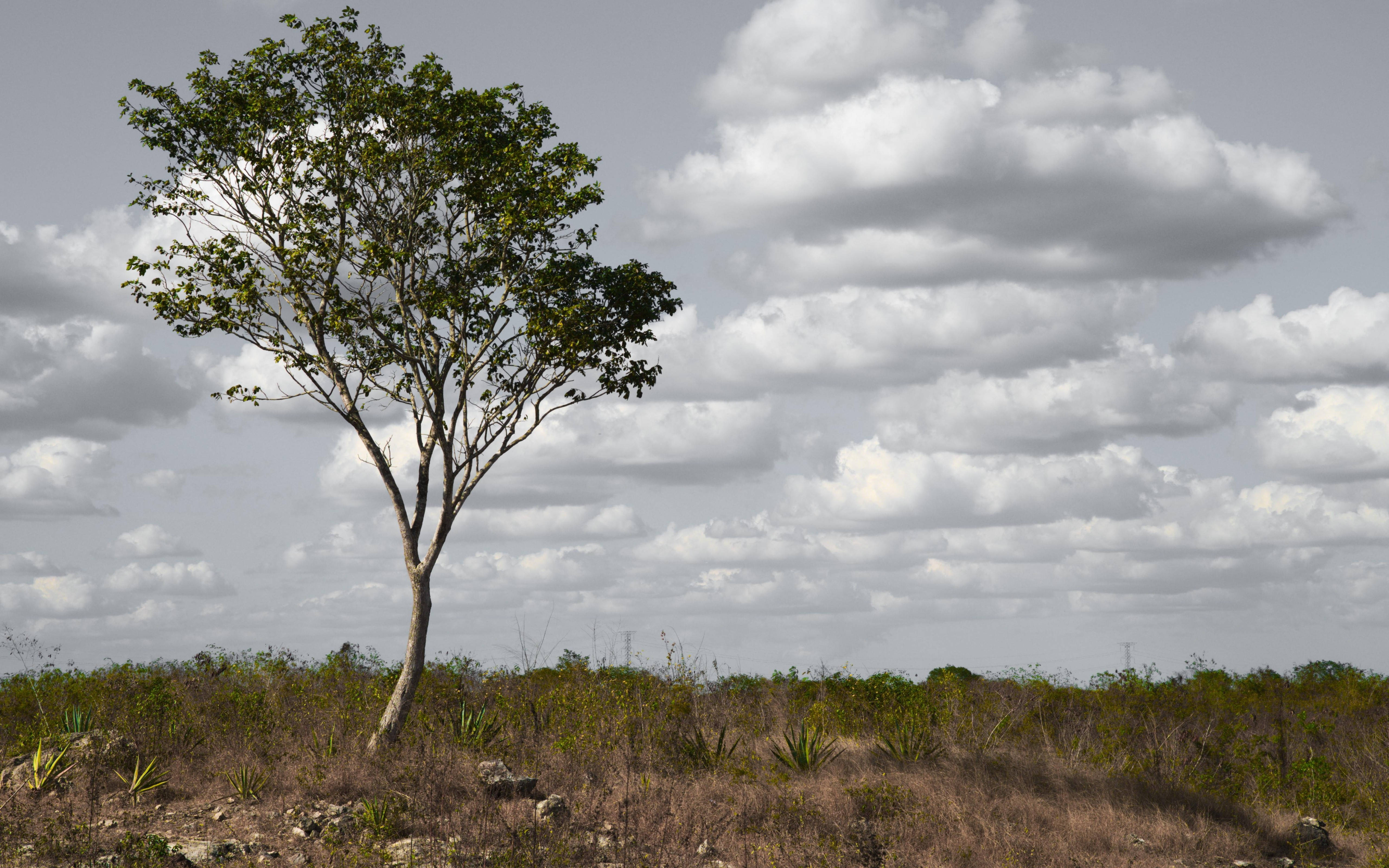 Yucatan, tree, dry grassy field, 5K Desktop Wallpaper
