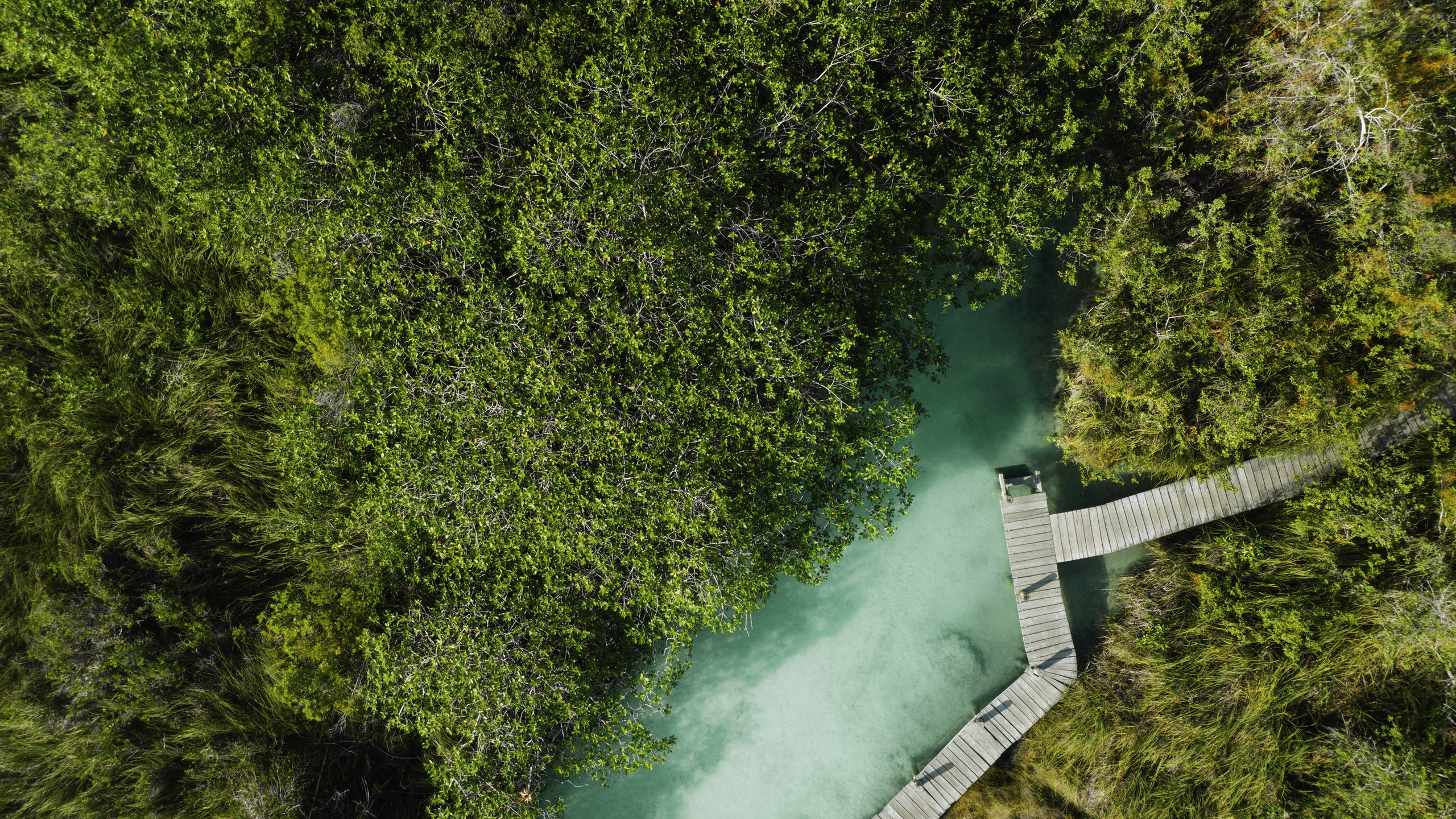 Yucatan, overhead wooden path, lush green forest, 2K Desktop Wallpaper