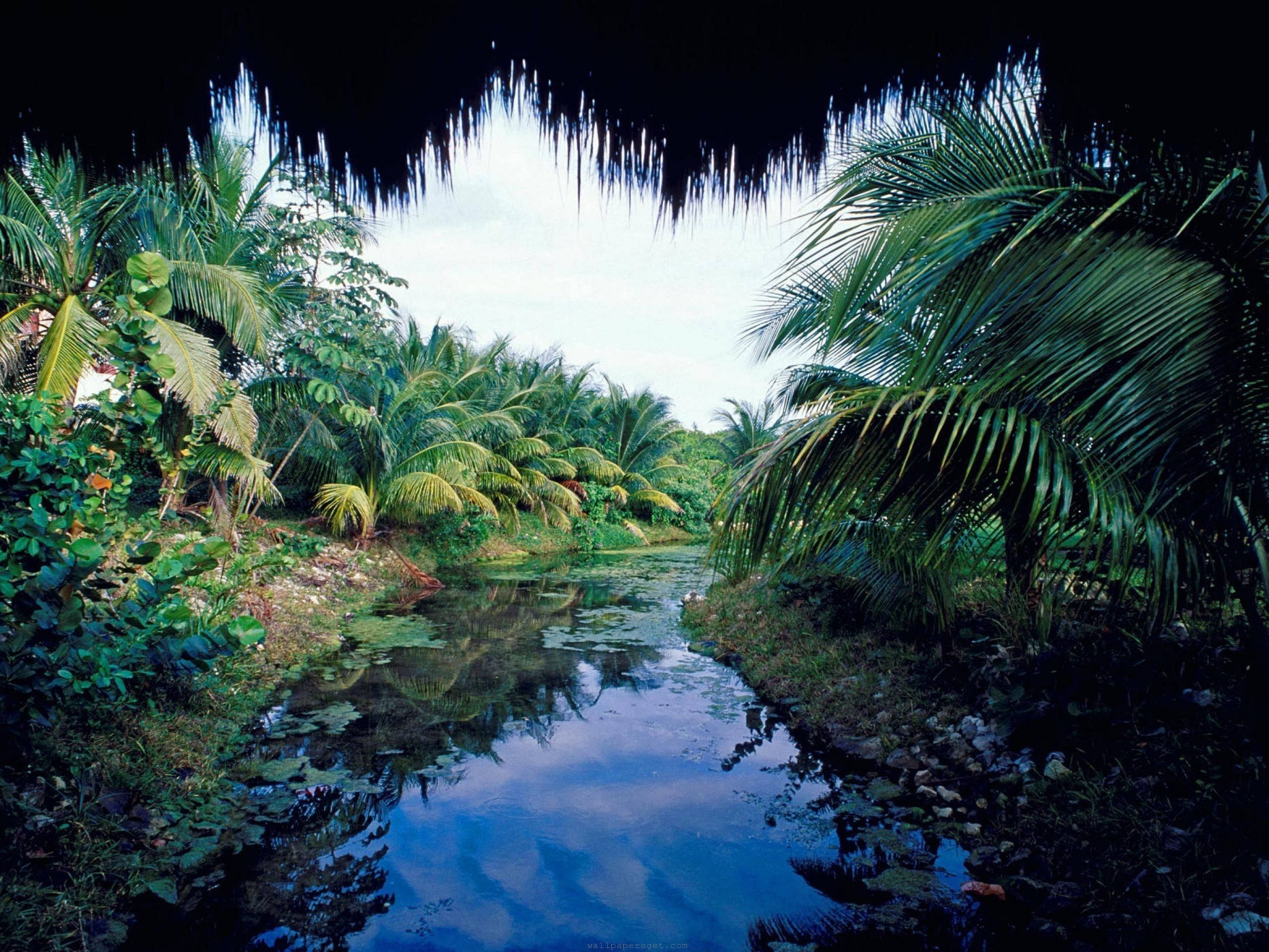 Yucatan, lake, palm trees, 2K Desktop Wallpaper
