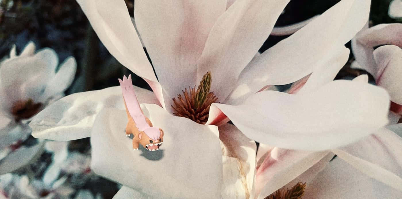 Yungoos, pink and brown cartoon creature, white magnolia blossom, HD Desktop Wallpaper