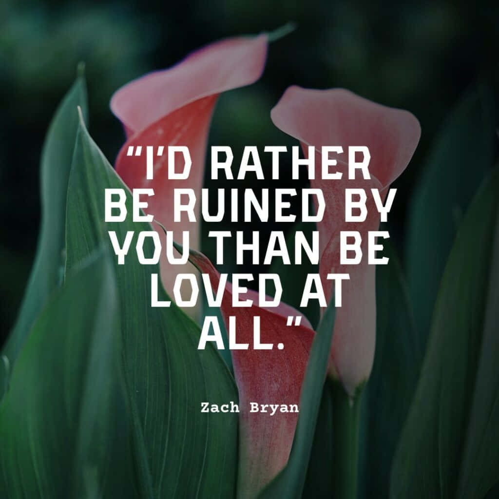 Zach Bryan, pink calla lilies, lush green leaves, SD Desktop Wallpaper