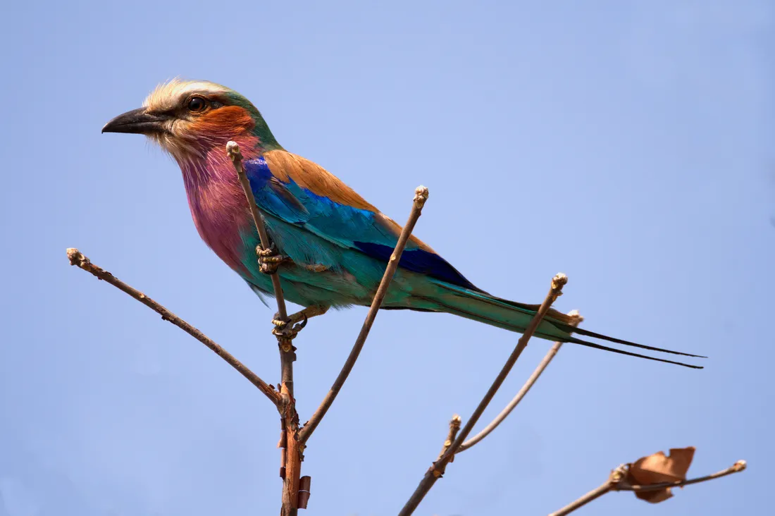 Zambia