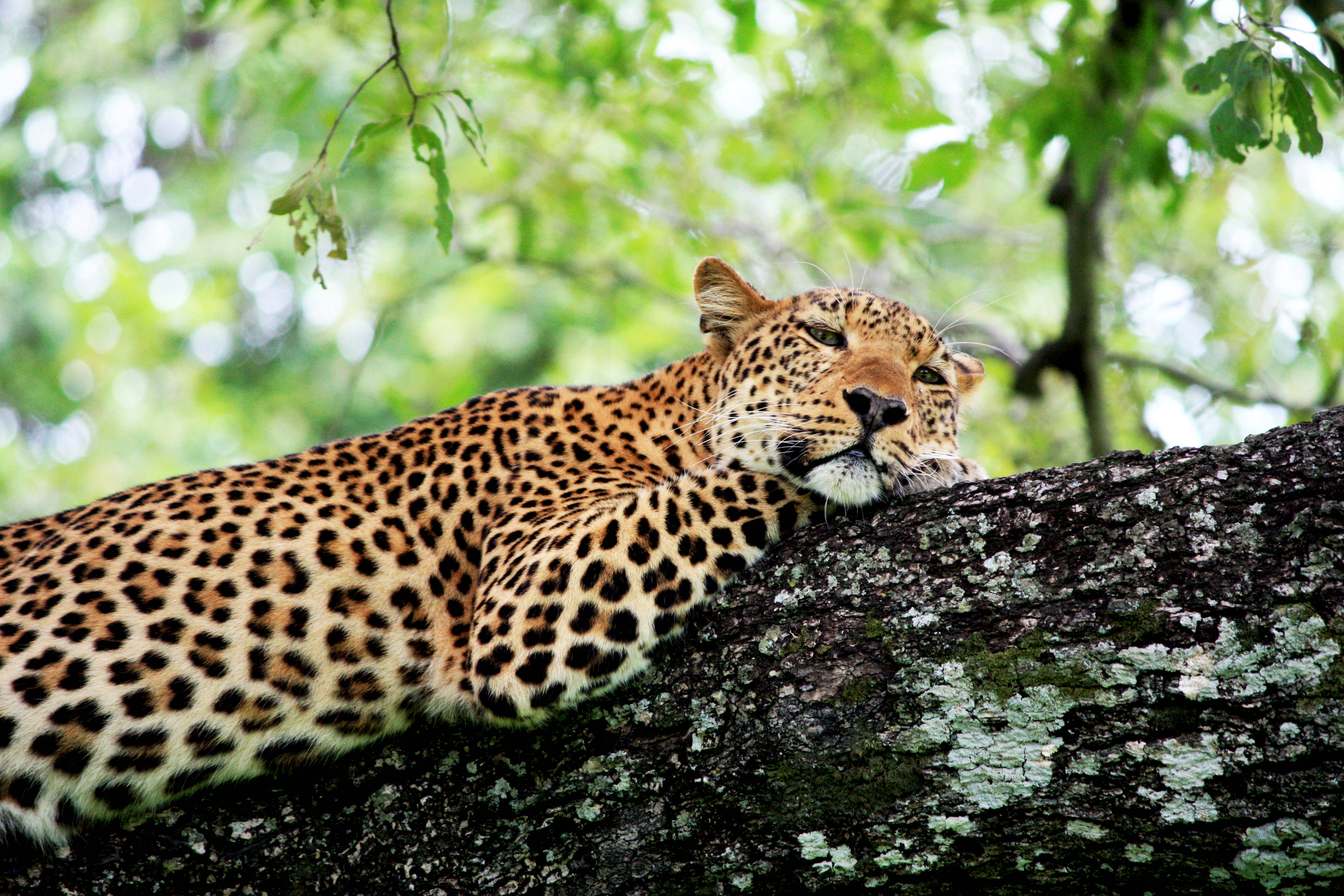 Zambia, leopard, mossy tree branch, 4K Desktop Wallpaper