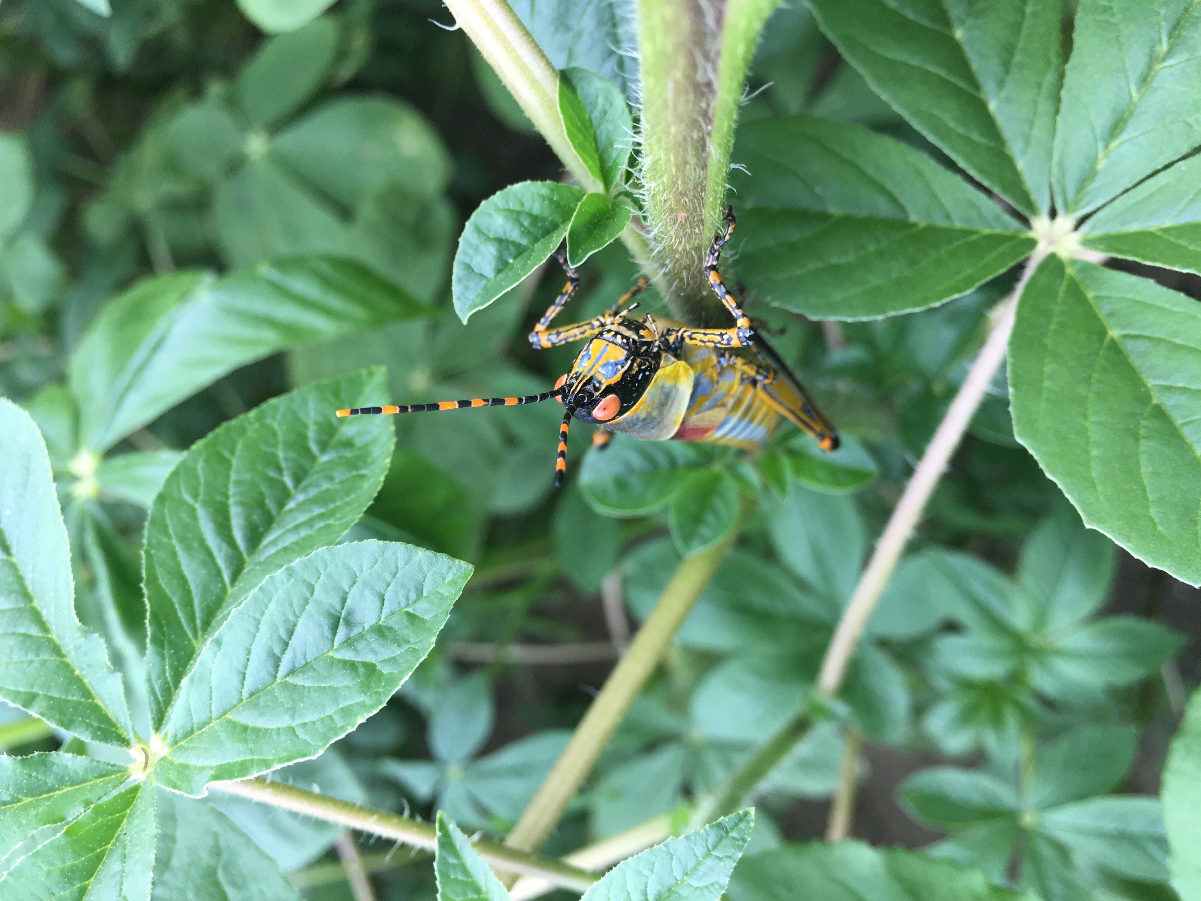 Zambia, yellow grasshopper, orange eyes, 4K Desktop Wallpaper
