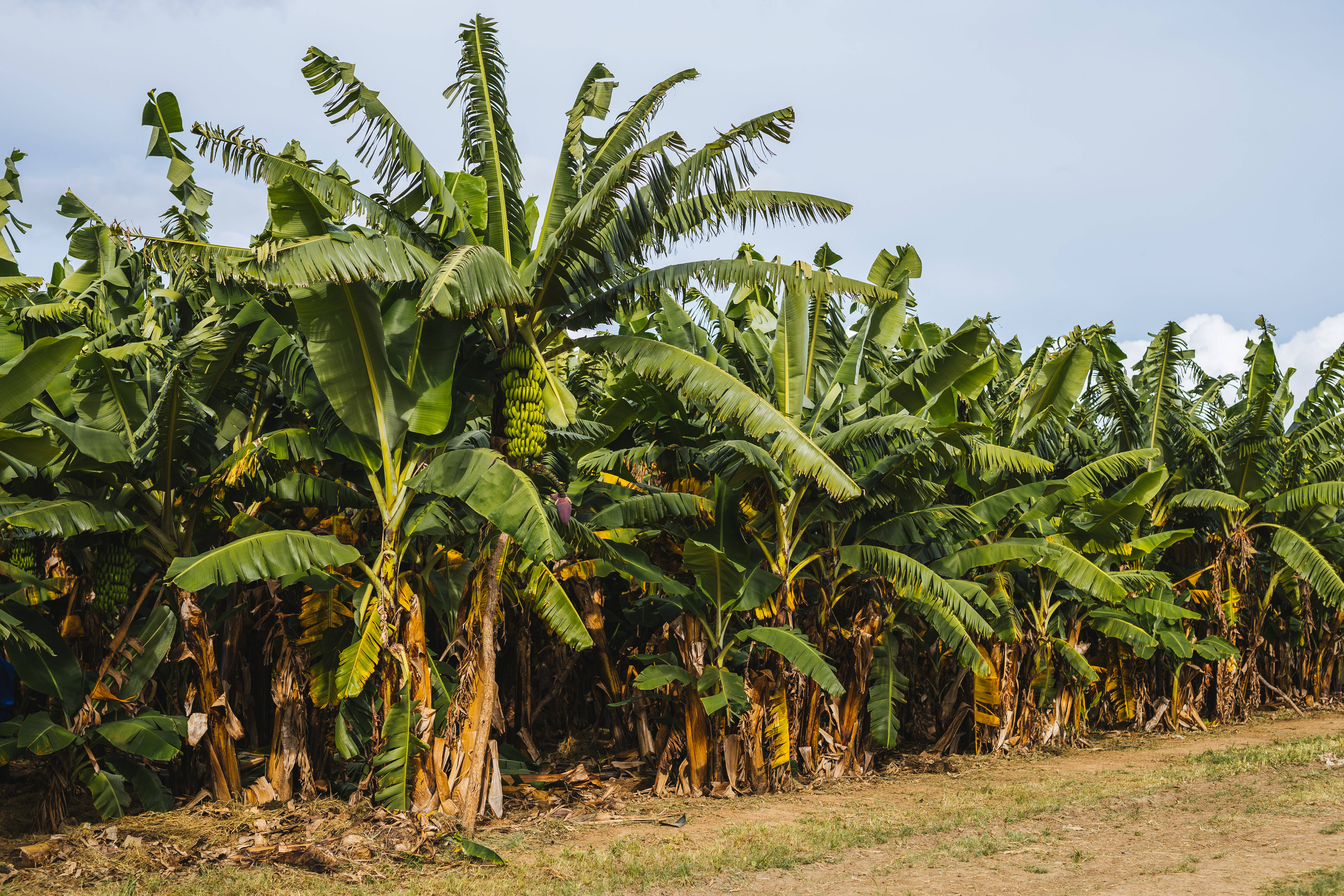 Zambia, banana farm, lush green banana trees, 5K Desktop Wallpaper