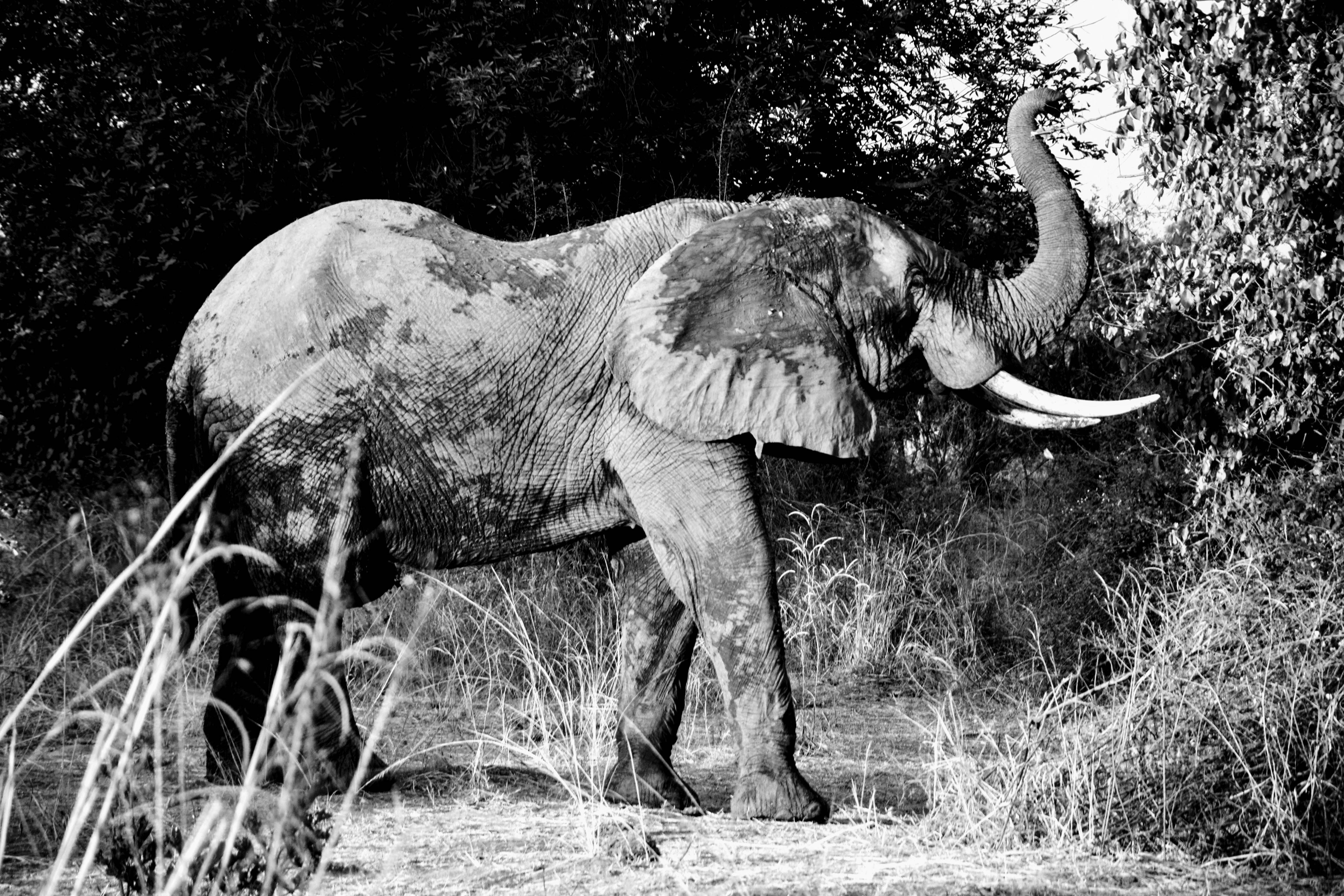 Zambia, mud elephant, tusks, 4K Desktop Wallpaper