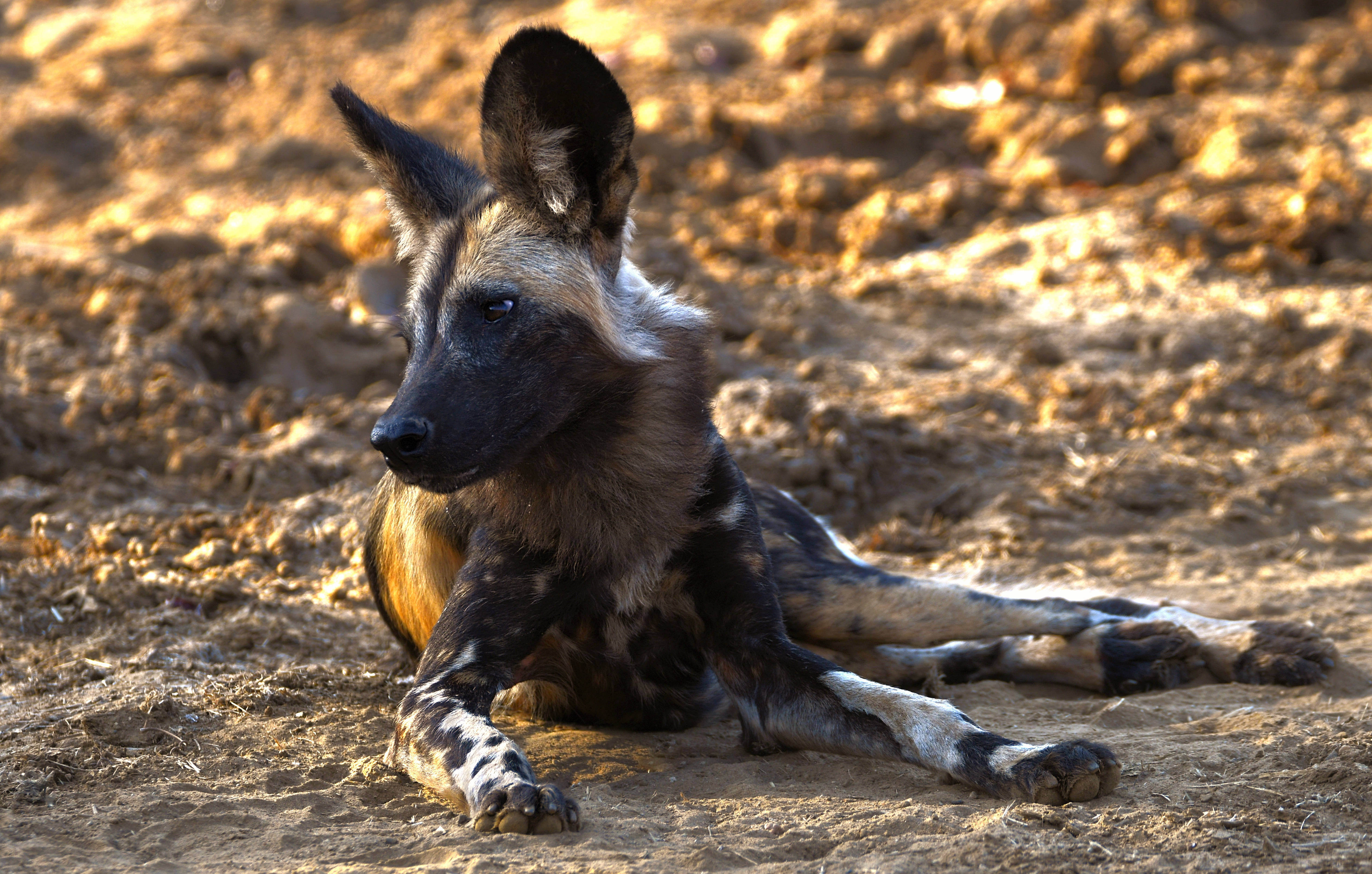 Zambia, African wild dog, black brown and white fur, 4K Desktop Wallpaper