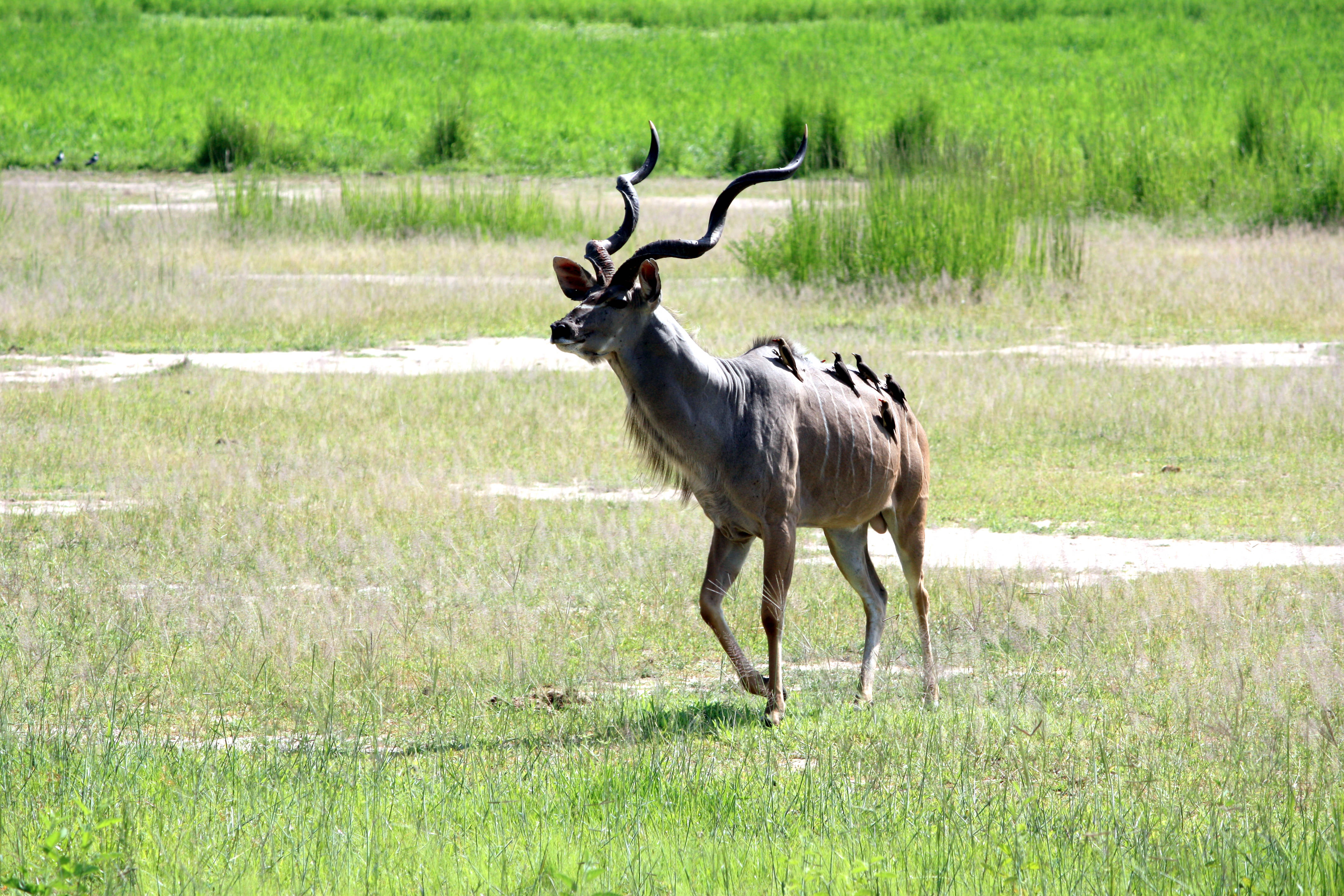 Zambia, kudu, curved horns, 4K Desktop Wallpaper
