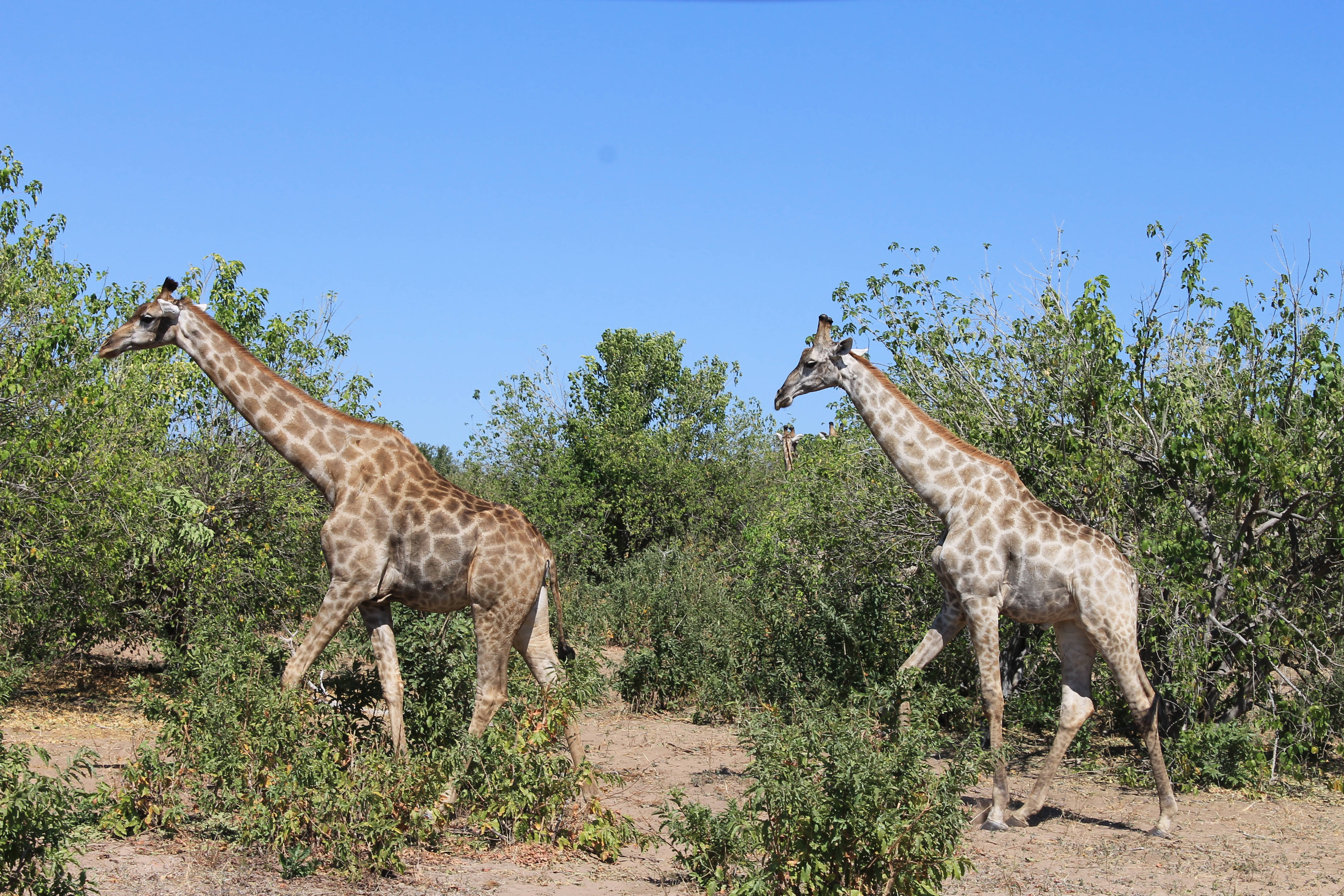 Zambia, two giraffes, sunlit savanna, 4K Desktop Wallpaper
