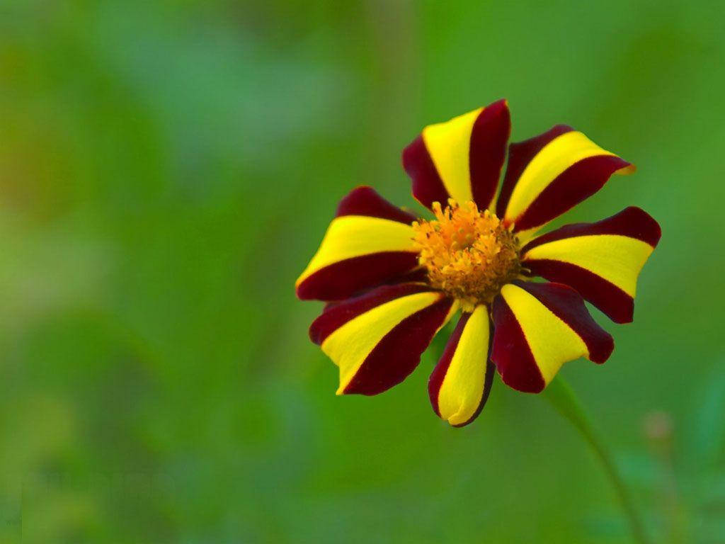 Zambia, maroon, yellow, SD Desktop Wallpaper