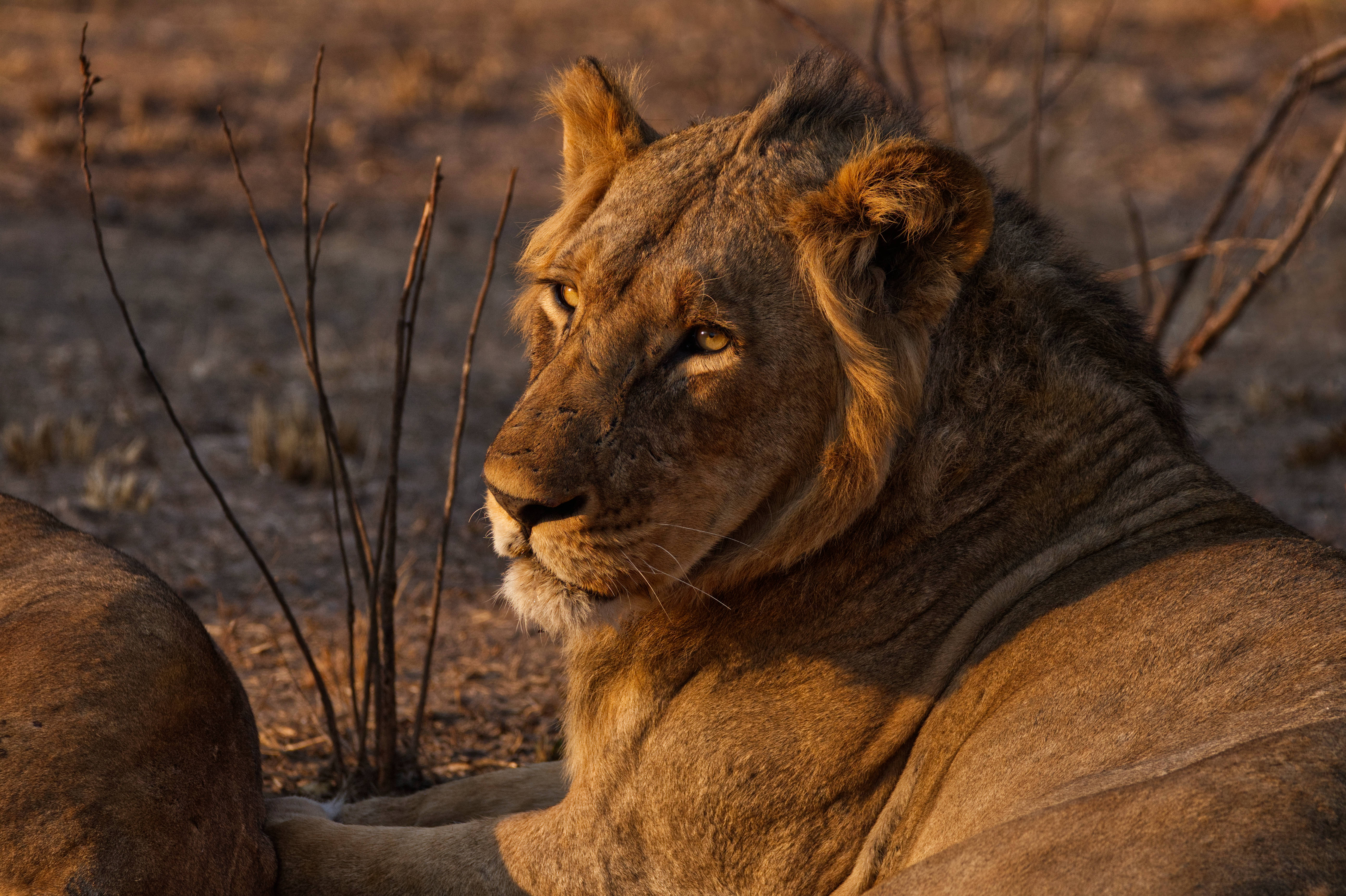 Zambia, lioness, golden evening light, 5K Desktop Wallpaper