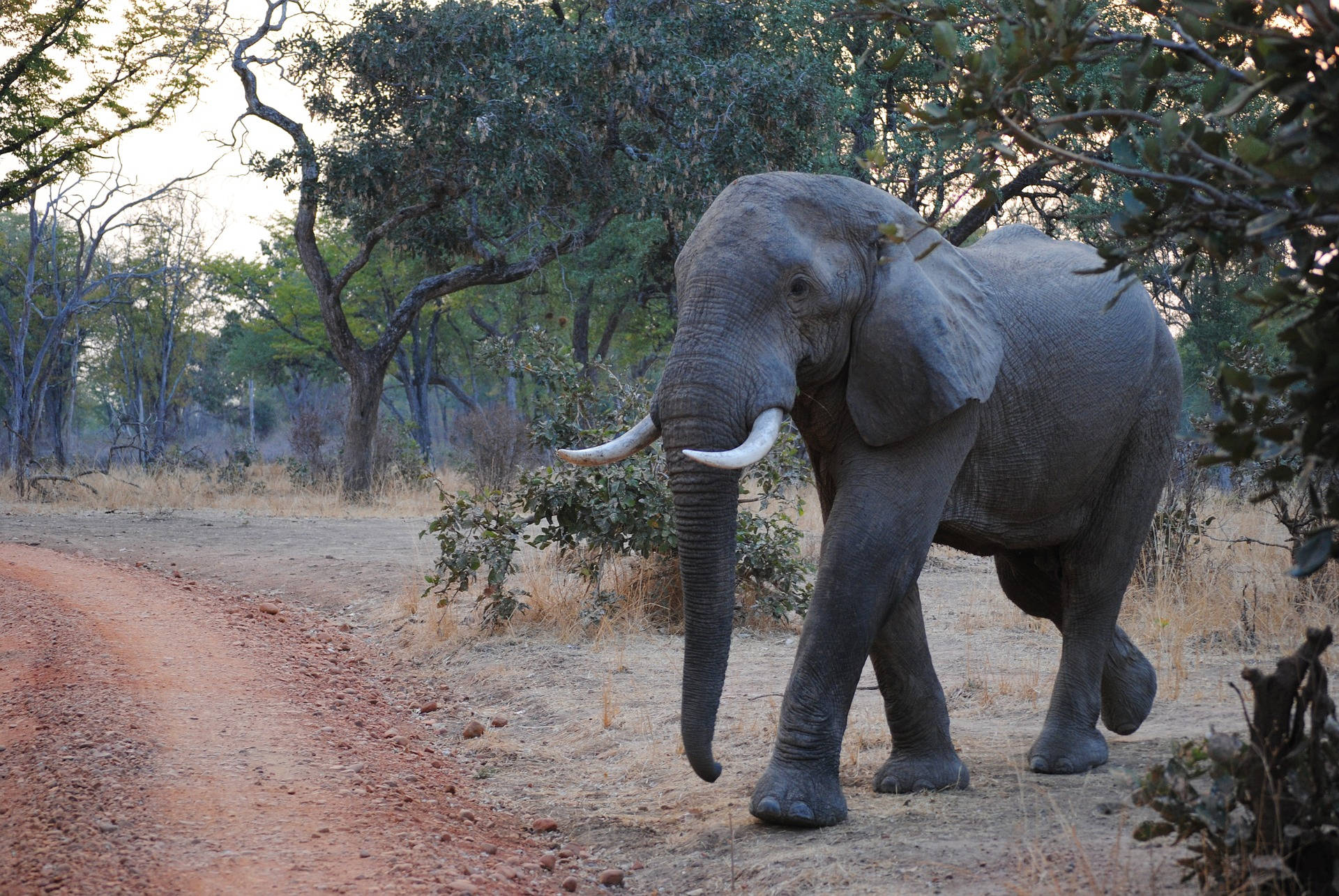 Zambia, safari, elephant, Full HD Desktop Wallpaper