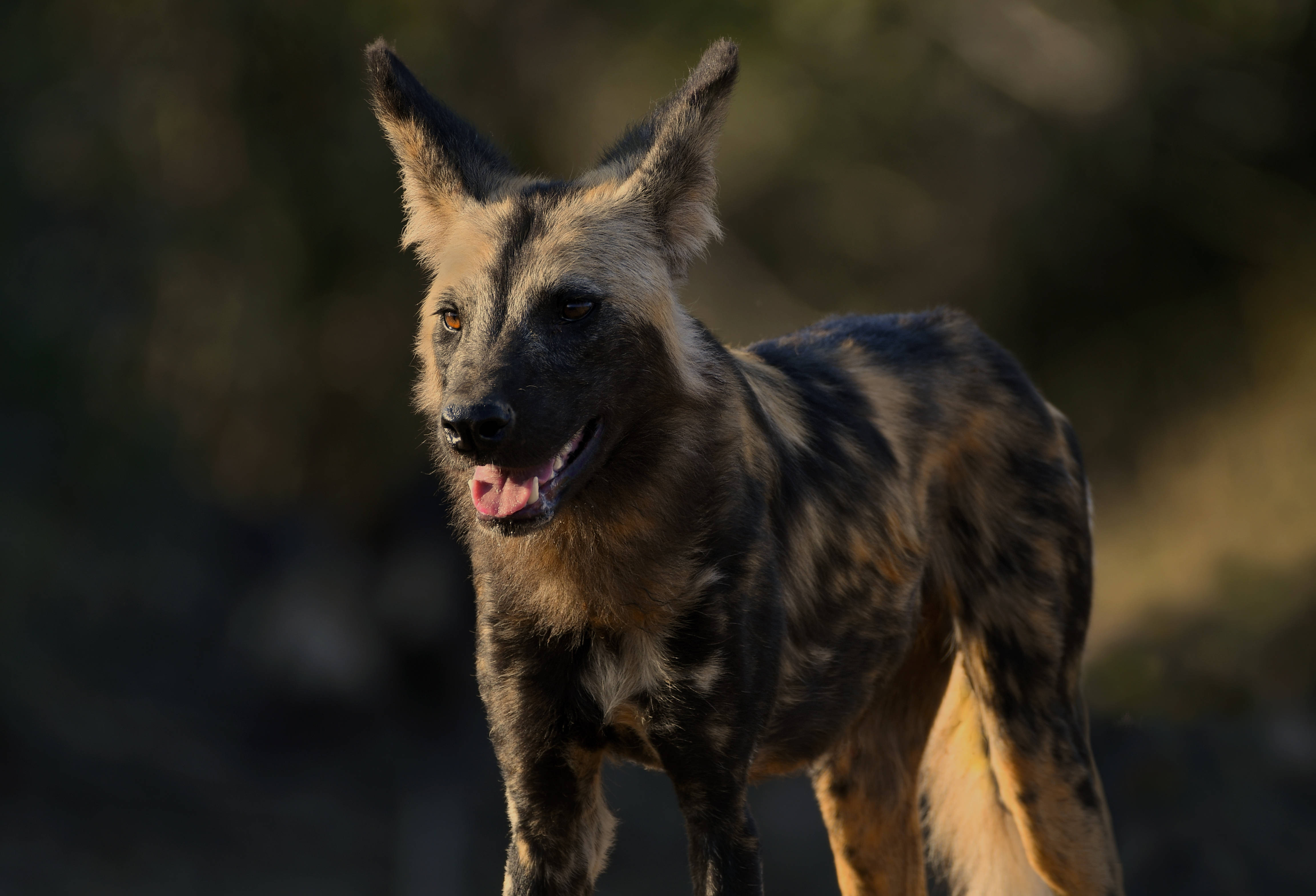 Zambia, wild dog, mottled brown and black fur, 4K Desktop Wallpaper