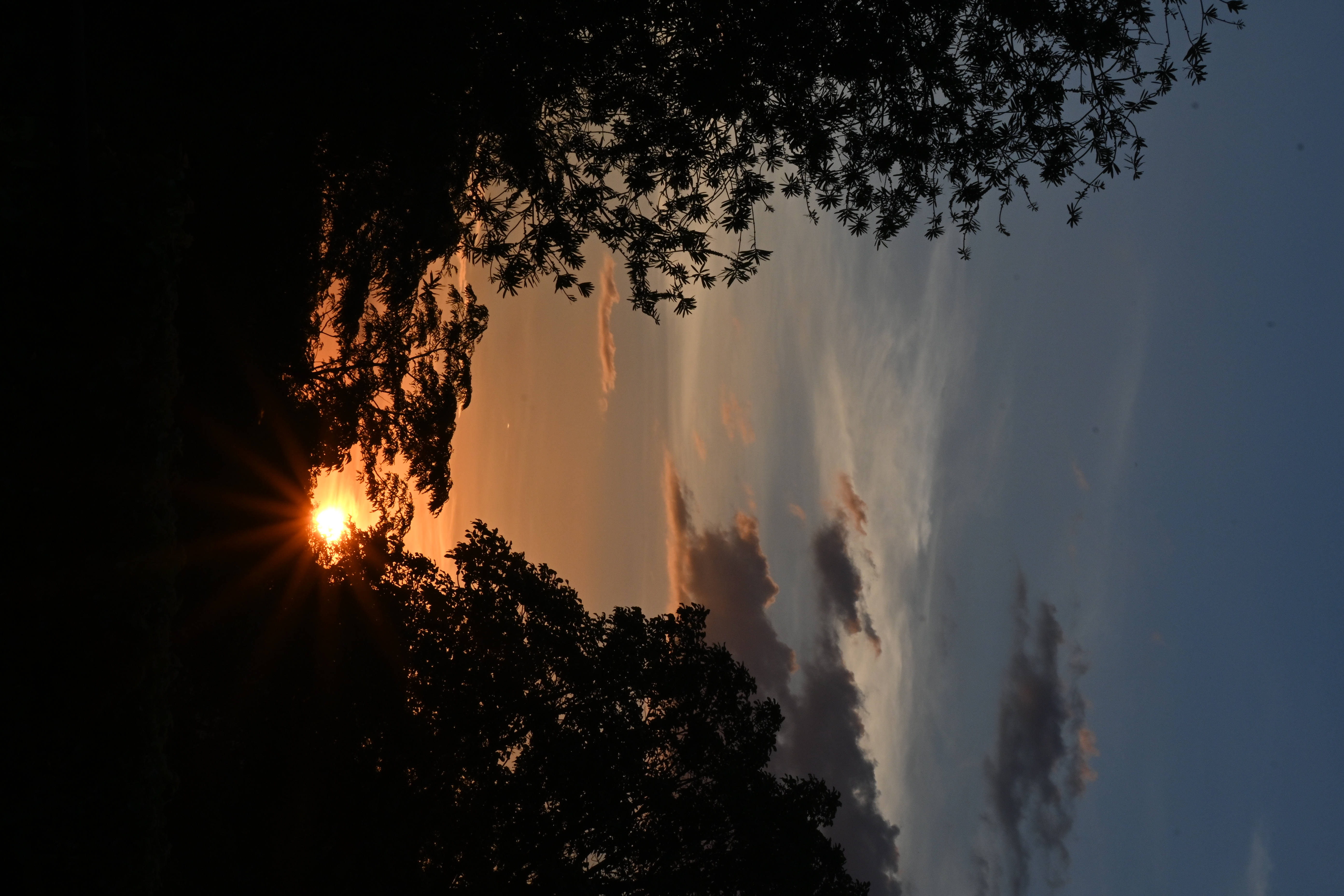 Zambia, sunset, silhouetted tree branches, 5K Desktop Wallpaper