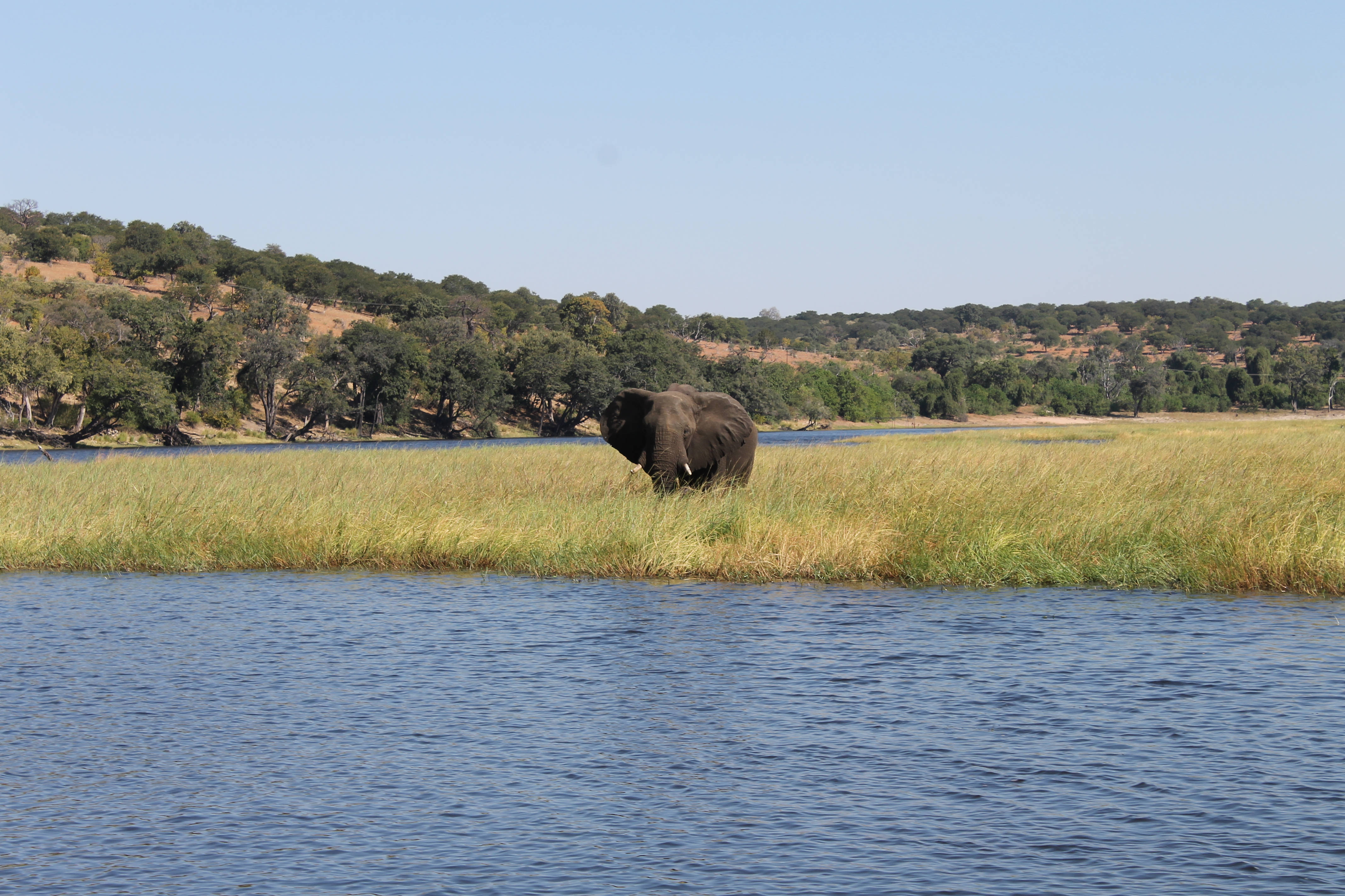 Zambia, elephant, river, 4K Desktop Wallpaper
