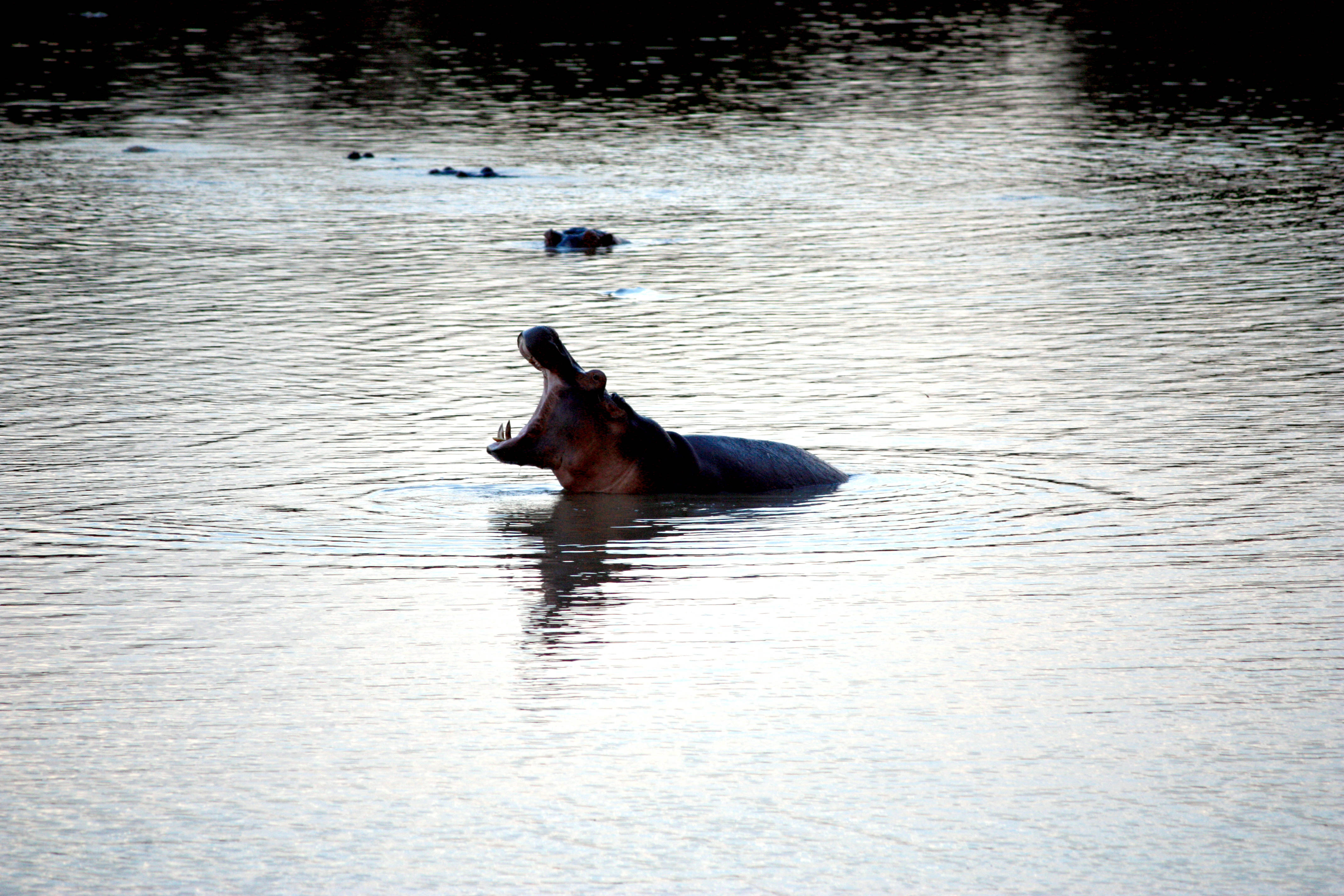 Zambia, hippo, river, 4K Desktop Wallpaper