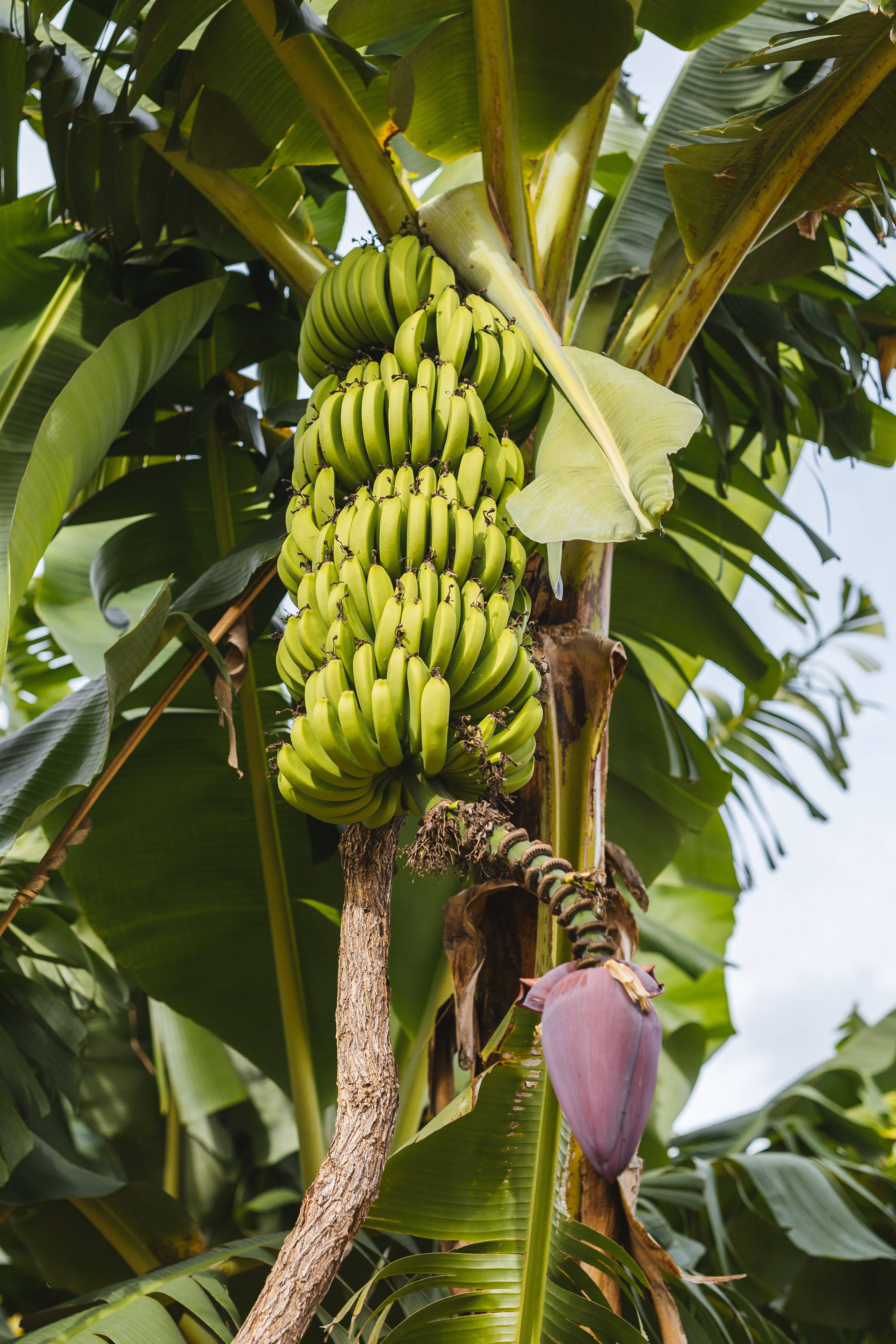 Zambia, banana tree, green bananas, 4K Phone Wallpaper