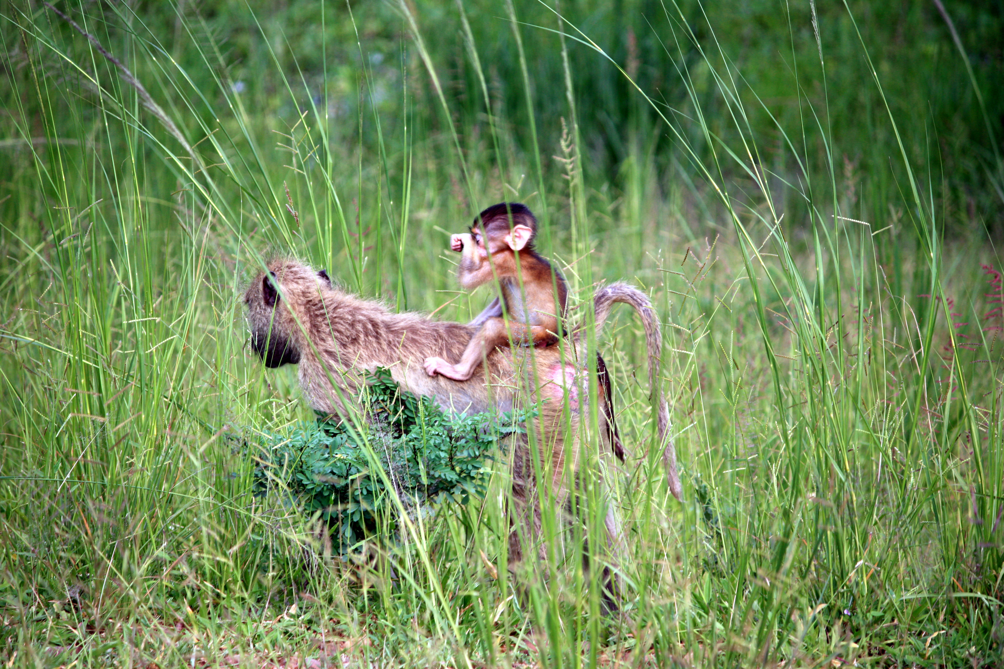 Zambia, baby baboon, mother baboon, 4K Desktop Wallpaper
