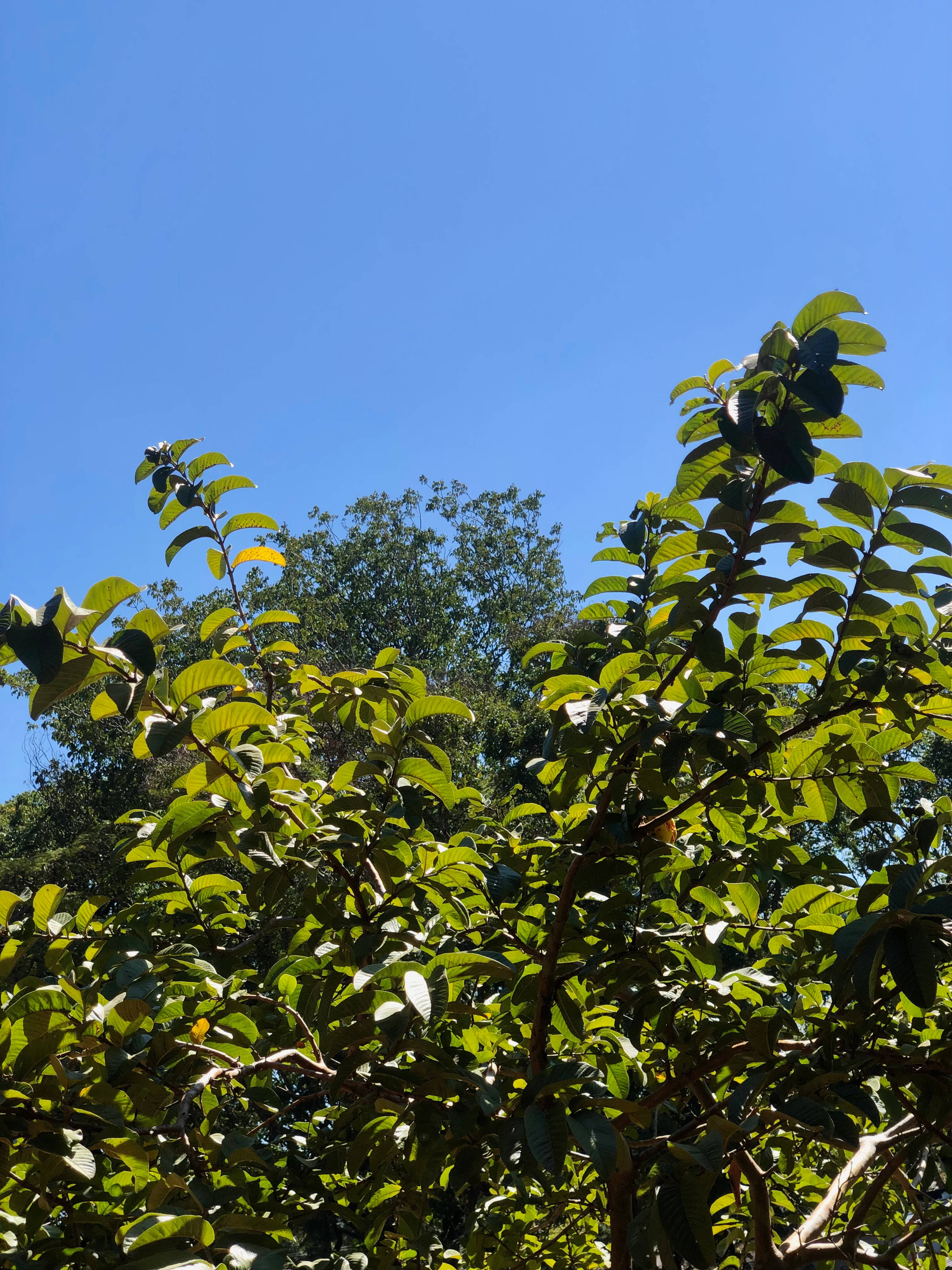 Zambia, blue sky, green tree, 4K Phone Wallpaper