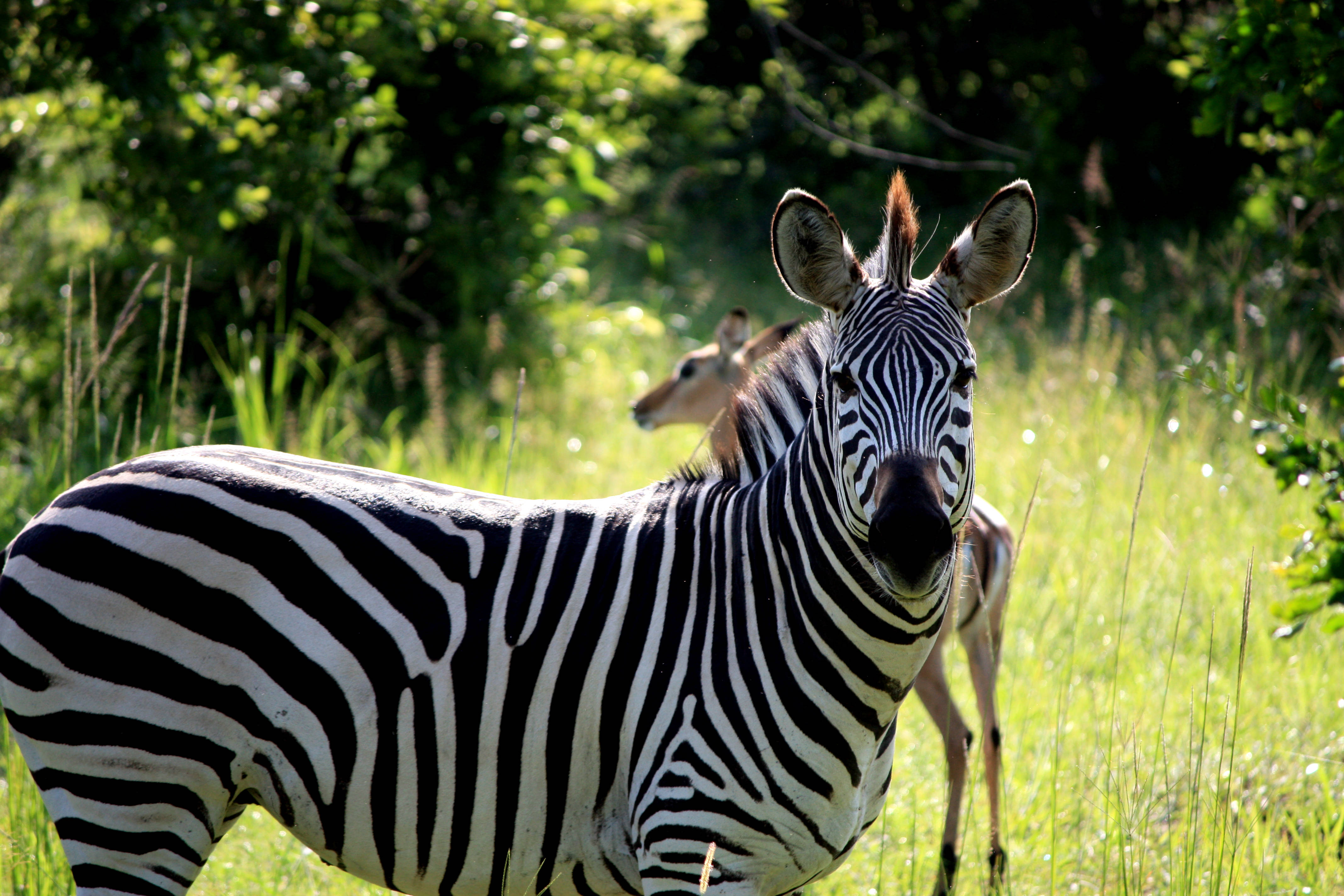 Zambia, zebra, gazelle, 4K Desktop Wallpaper