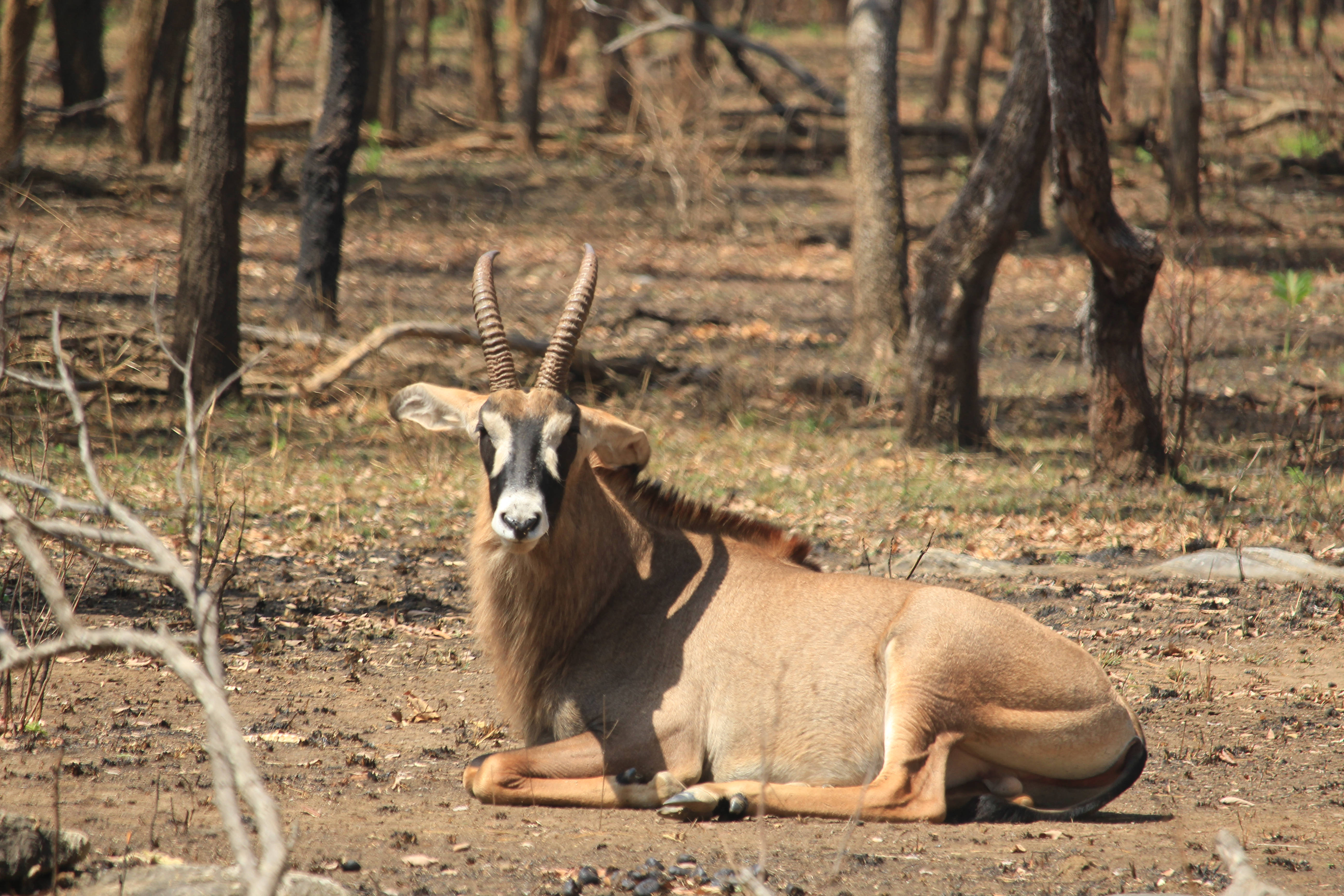 Zambia, eland antelope, sable antelope, 5K Desktop Wallpaper