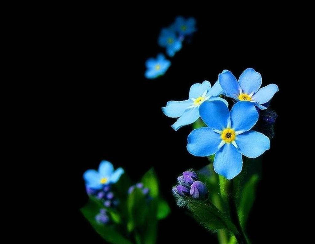 Zambia, blue flower, forget-me-nots, SD Desktop Wallpaper