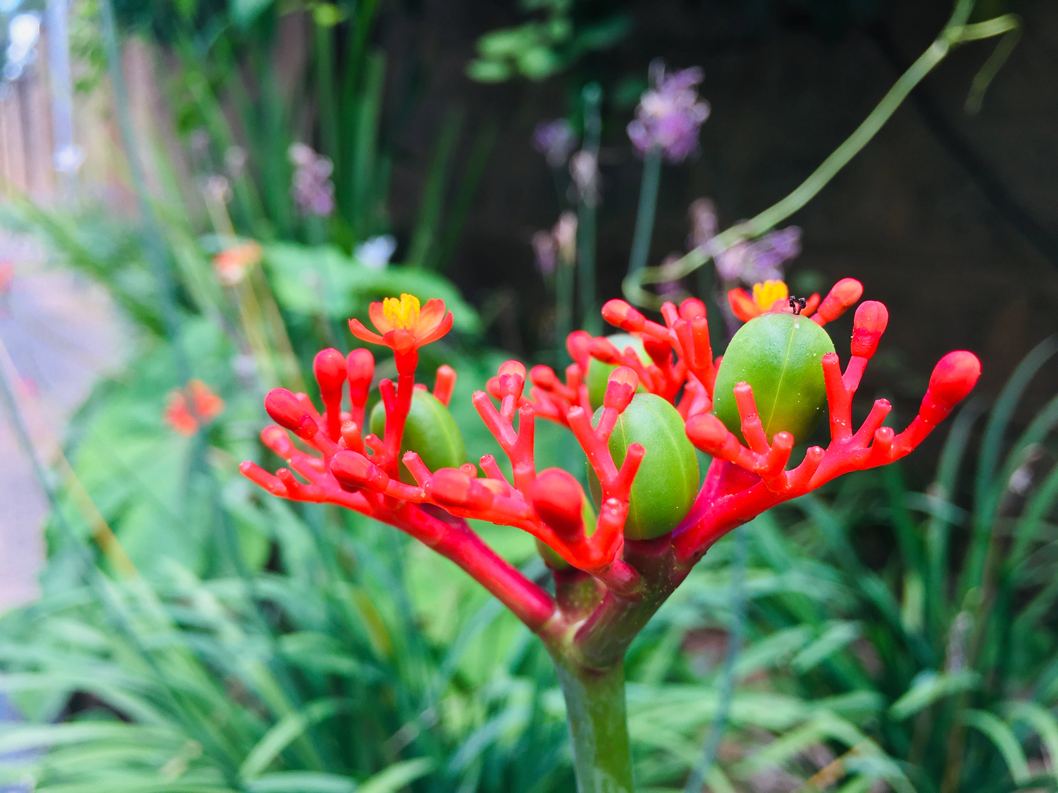 Zambia, Jatropha plant, vibrant red flower buds, 4K Desktop Wallpaper