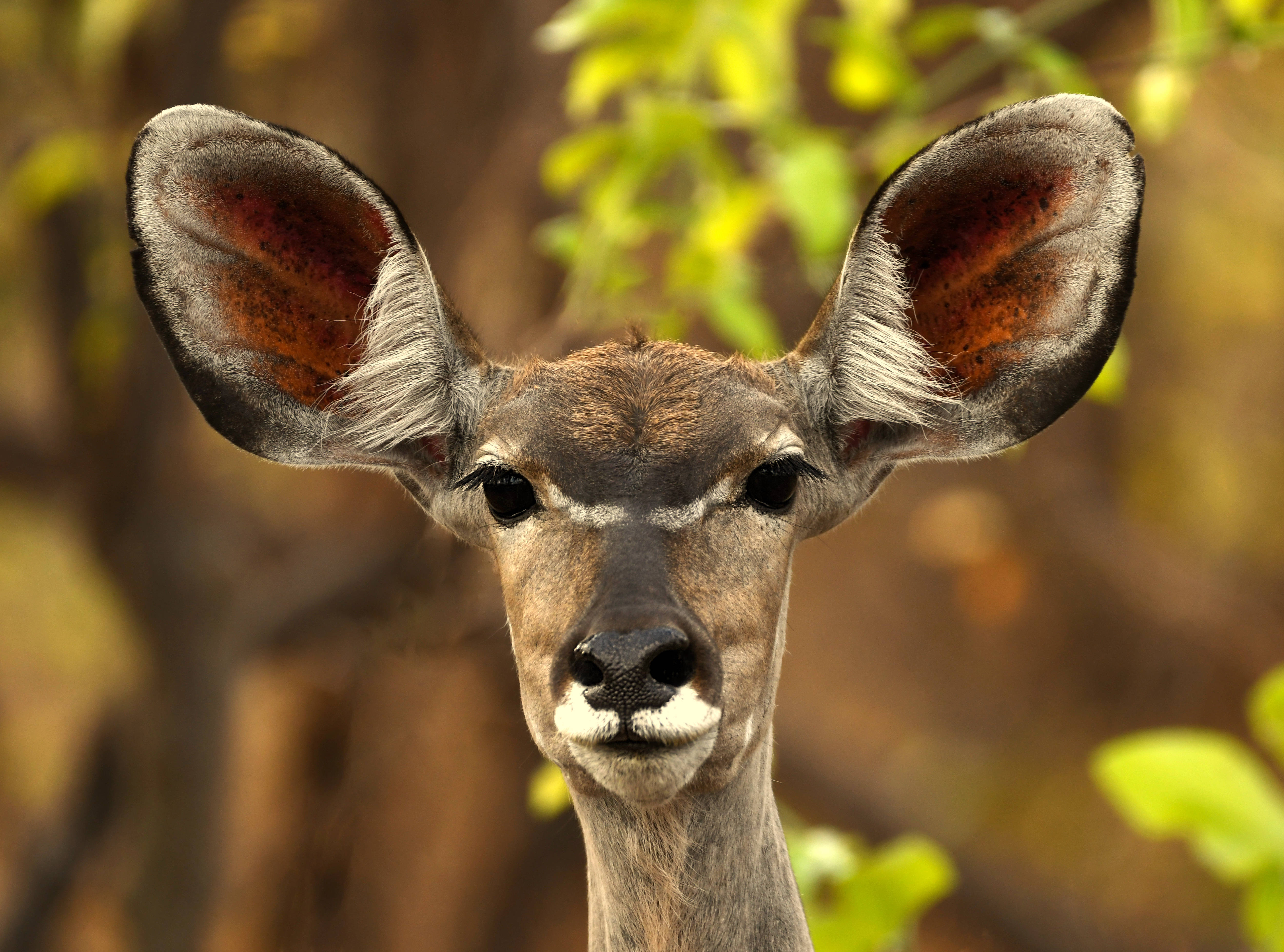 Zambia, kudu, large ears, 4K Desktop Wallpaper