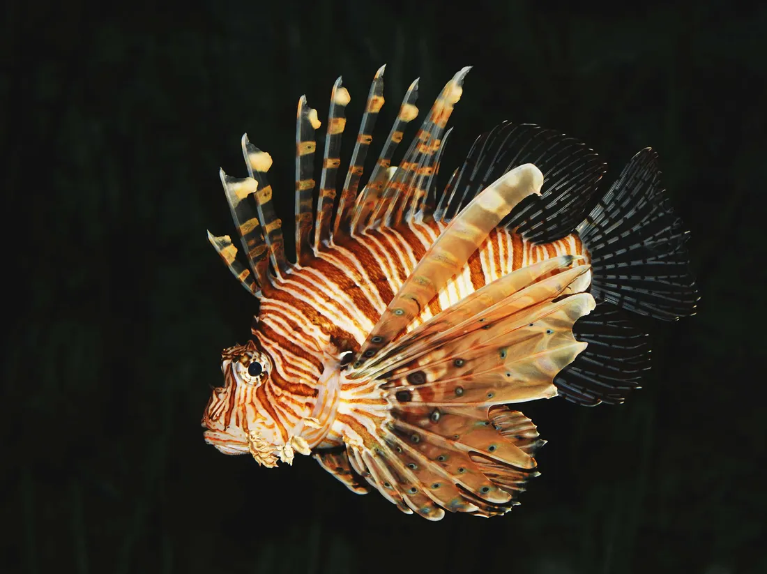 Zebra Lionfish