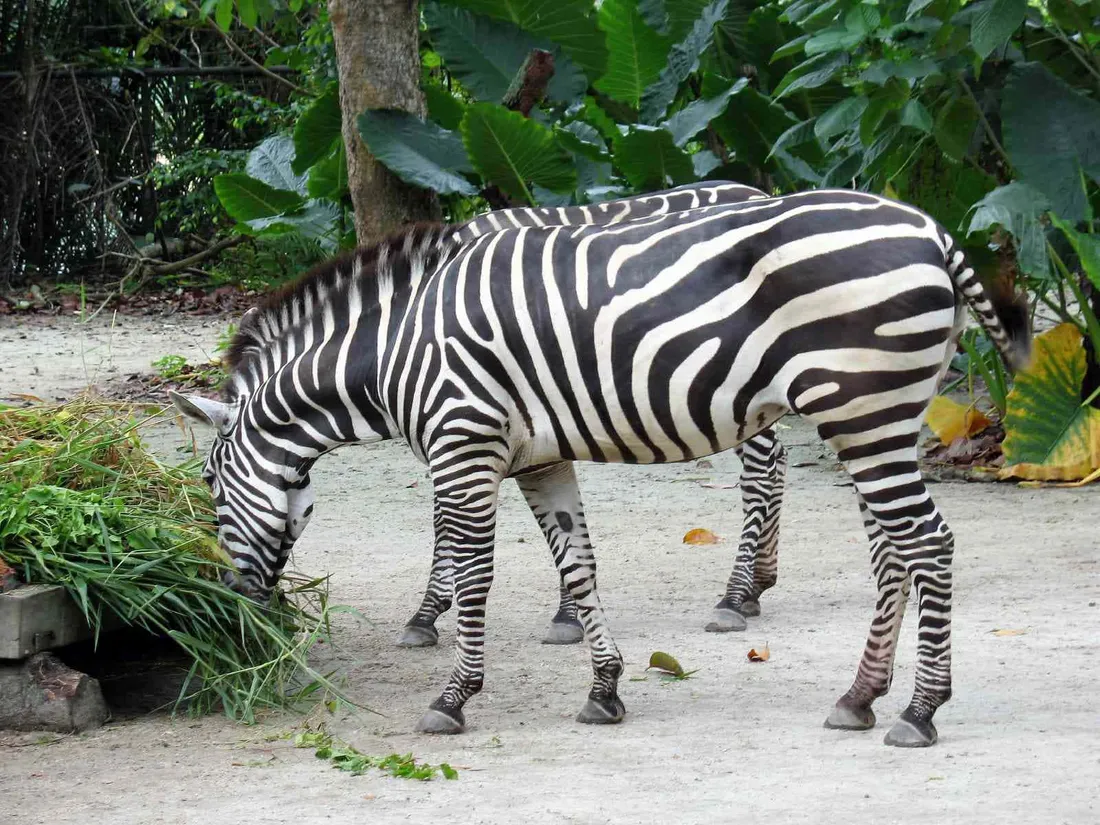 Zebra Swallowtail