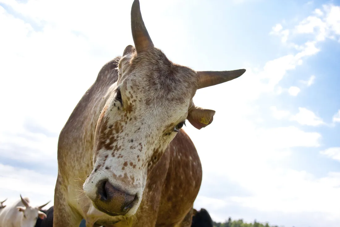 Zebu