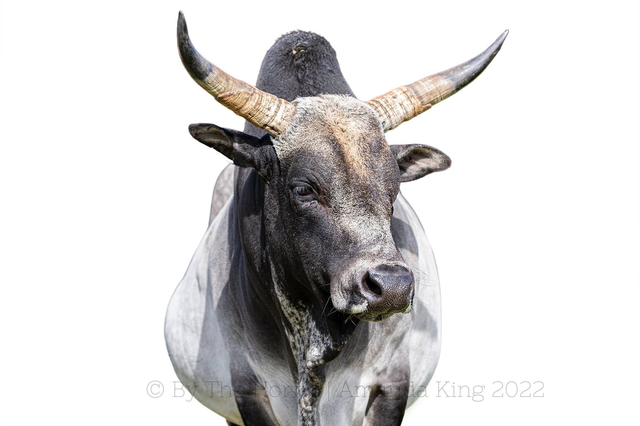 Zebu, black and white bull, large curved horns, Full HD Desktop Wallpaper