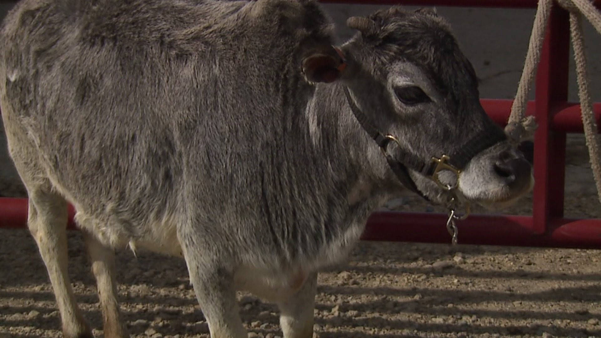 calf gezerat zebu cattle, gray cow, halter, Full HD Desktop Wallpaper