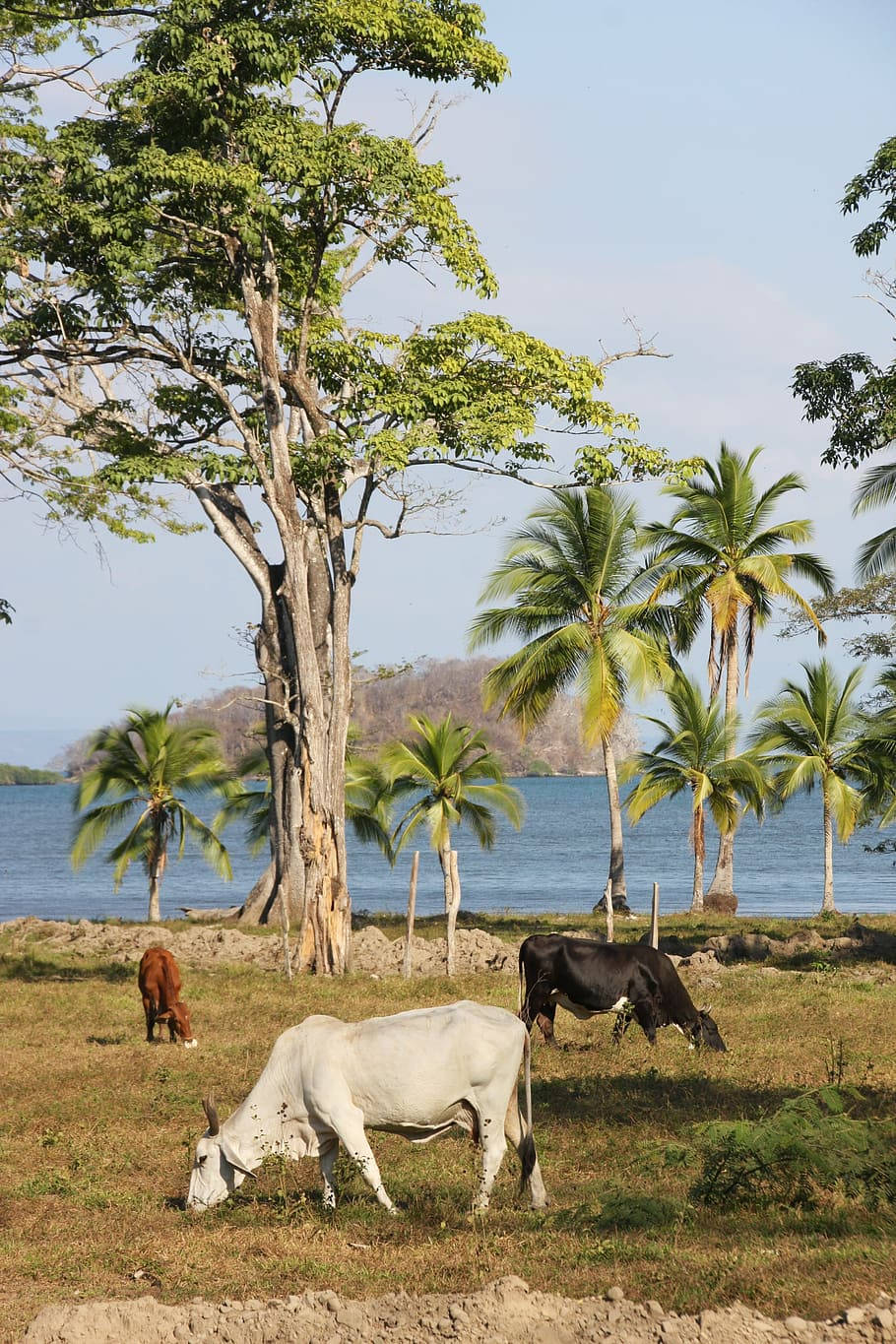 Zebu, farm, sunlit grassy field, HD Phone Wallpaper