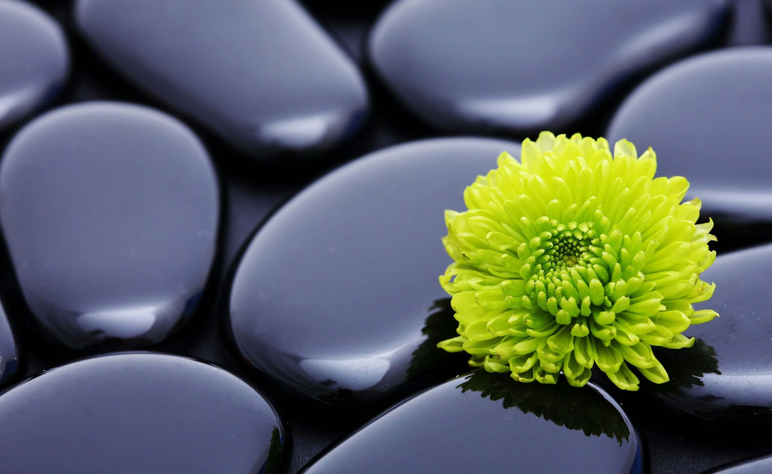Zen Desktop, lime green, chrysanthemum, 2K Desktop Wallpaper