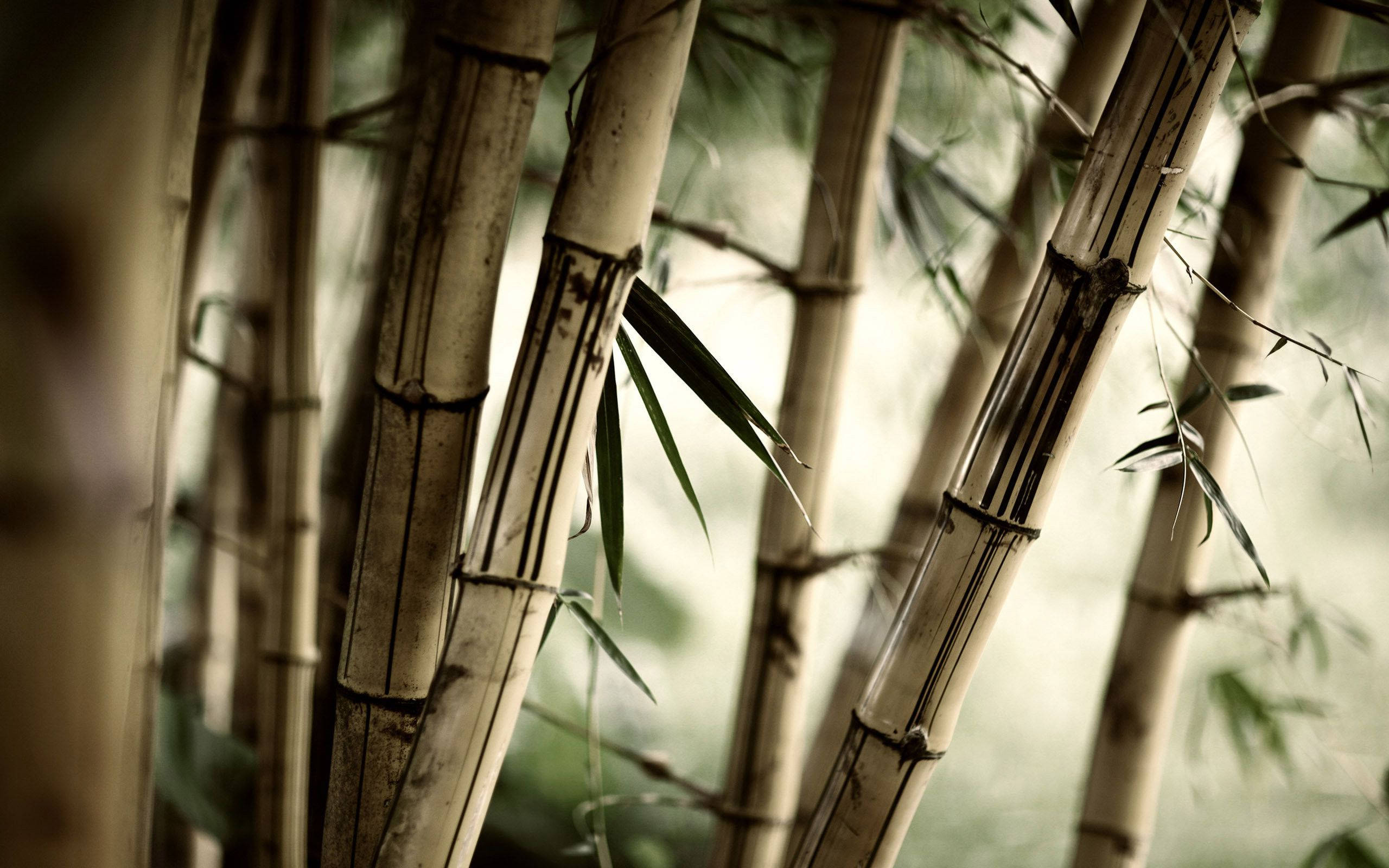 zen, bamboo stalks, dark nodes, 2K Desktop Wallpaper