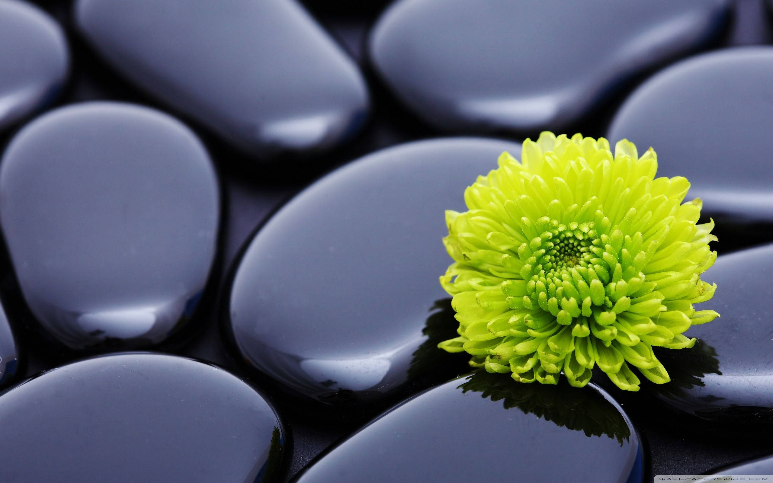 Zen, perfect black stones, lime-green chrysanthemum, 2K Desktop Wallpaper