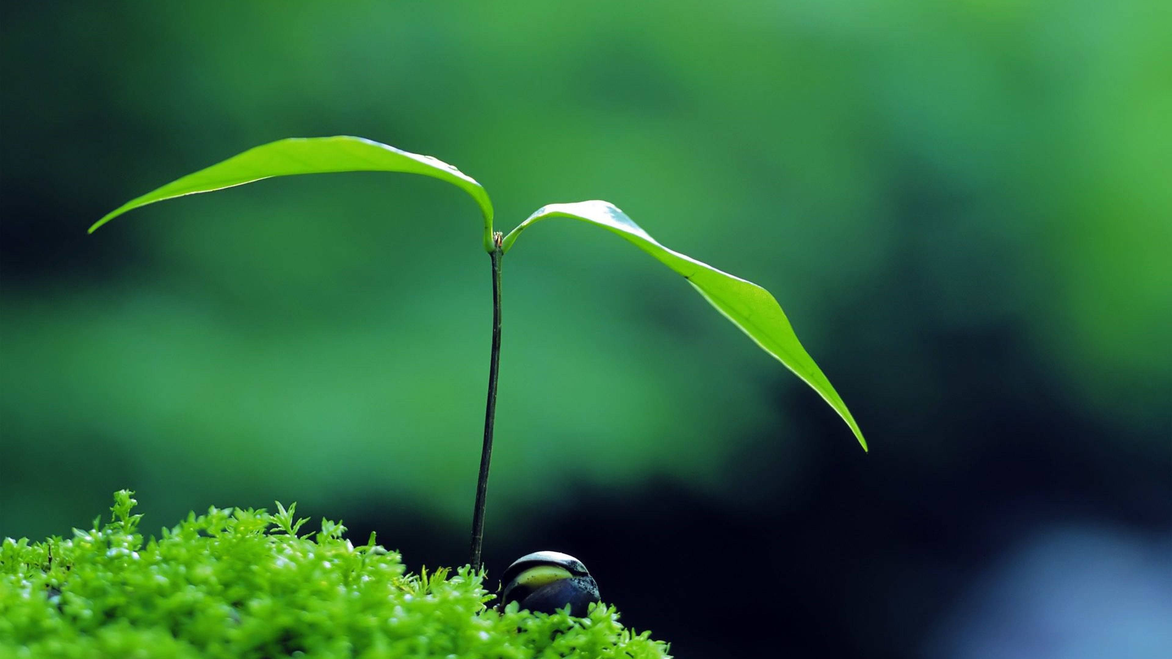 Zen, small plant, green sprout, 4K Desktop Wallpaper