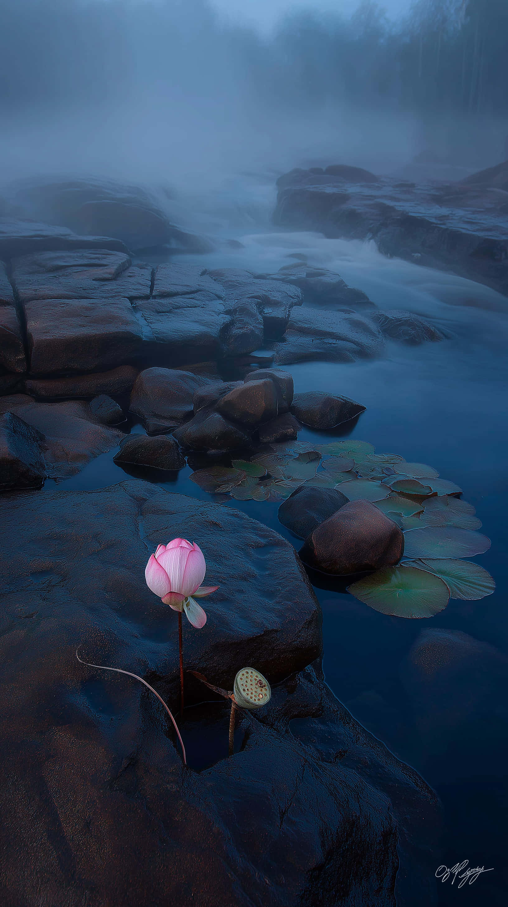 pink lotus flower, dark rocks, misty river, 2K Phone Wallpaper