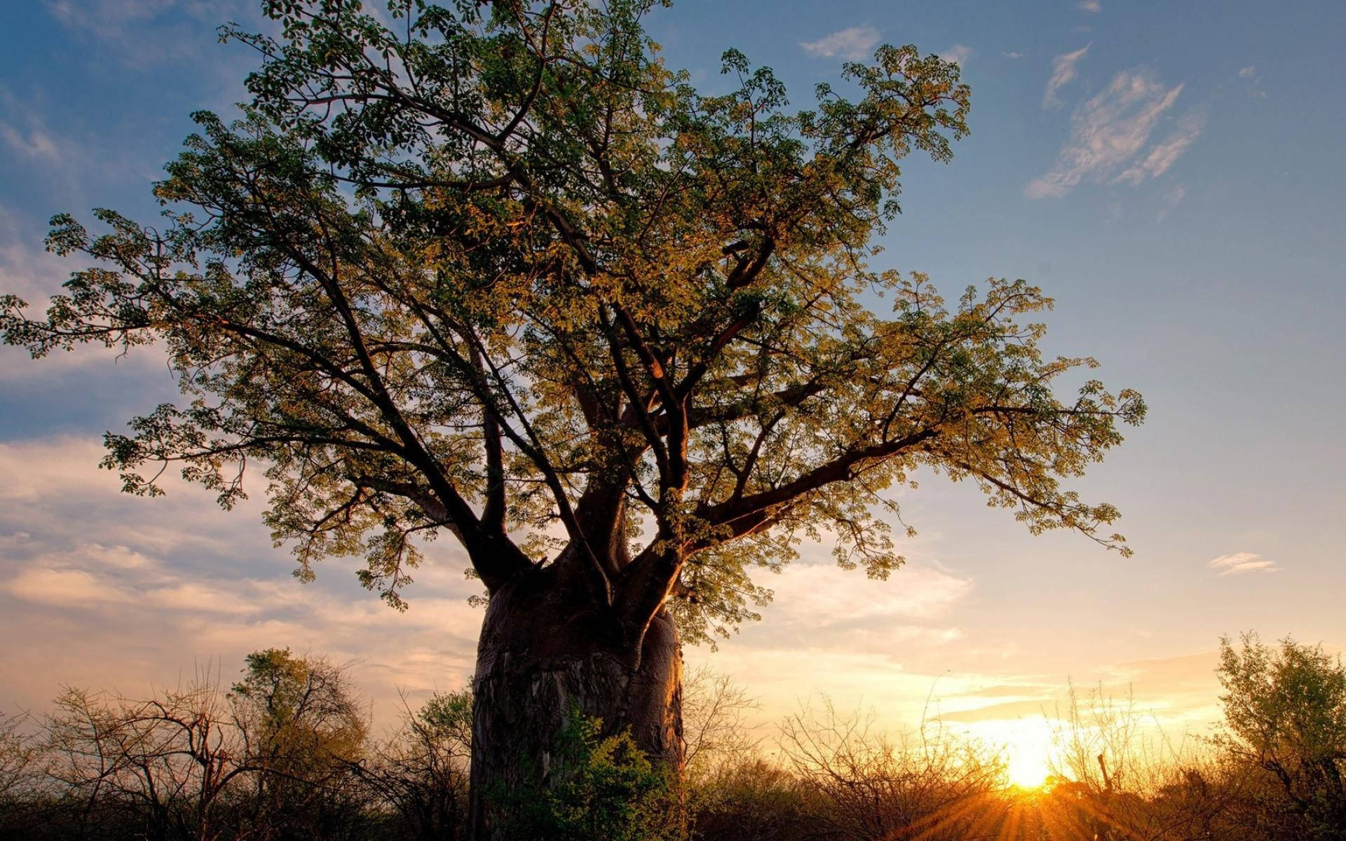 Zimbabwe, African baobab, golden sunset, Full HD Desktop Wallpaper